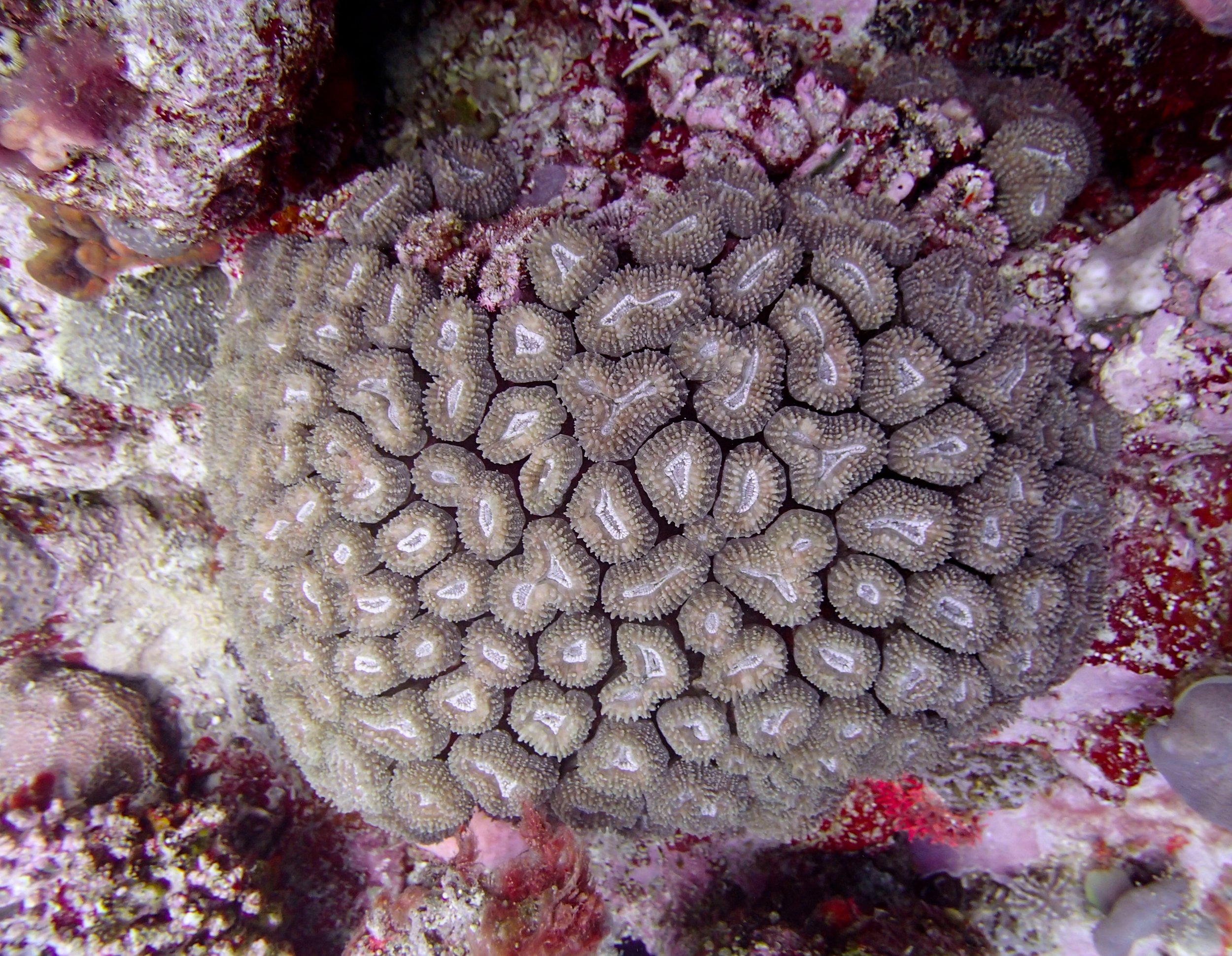 mystery coral 2.jpg