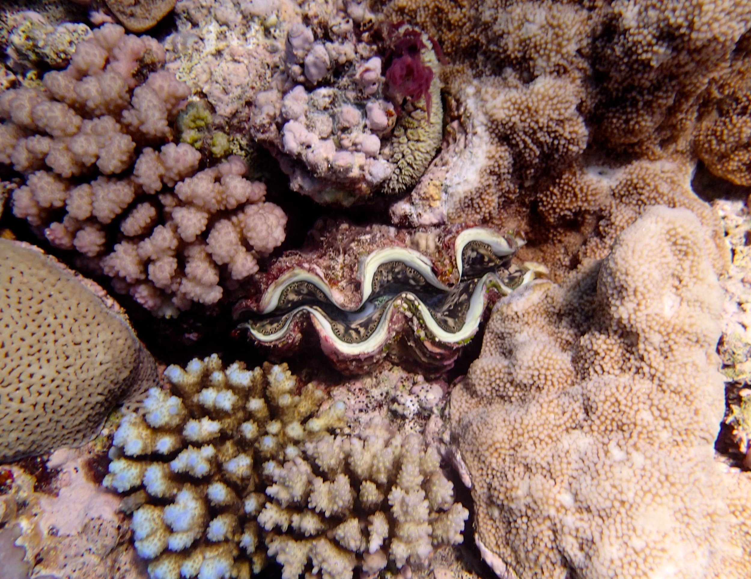 giant clam (1).jpg
