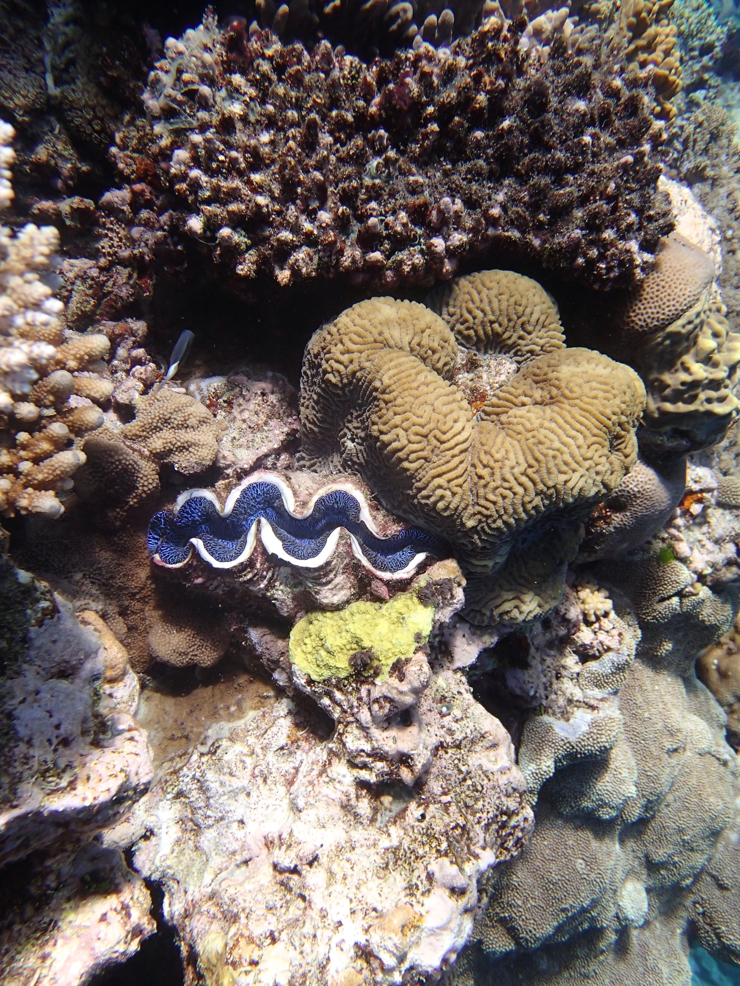 giant clam.jpg