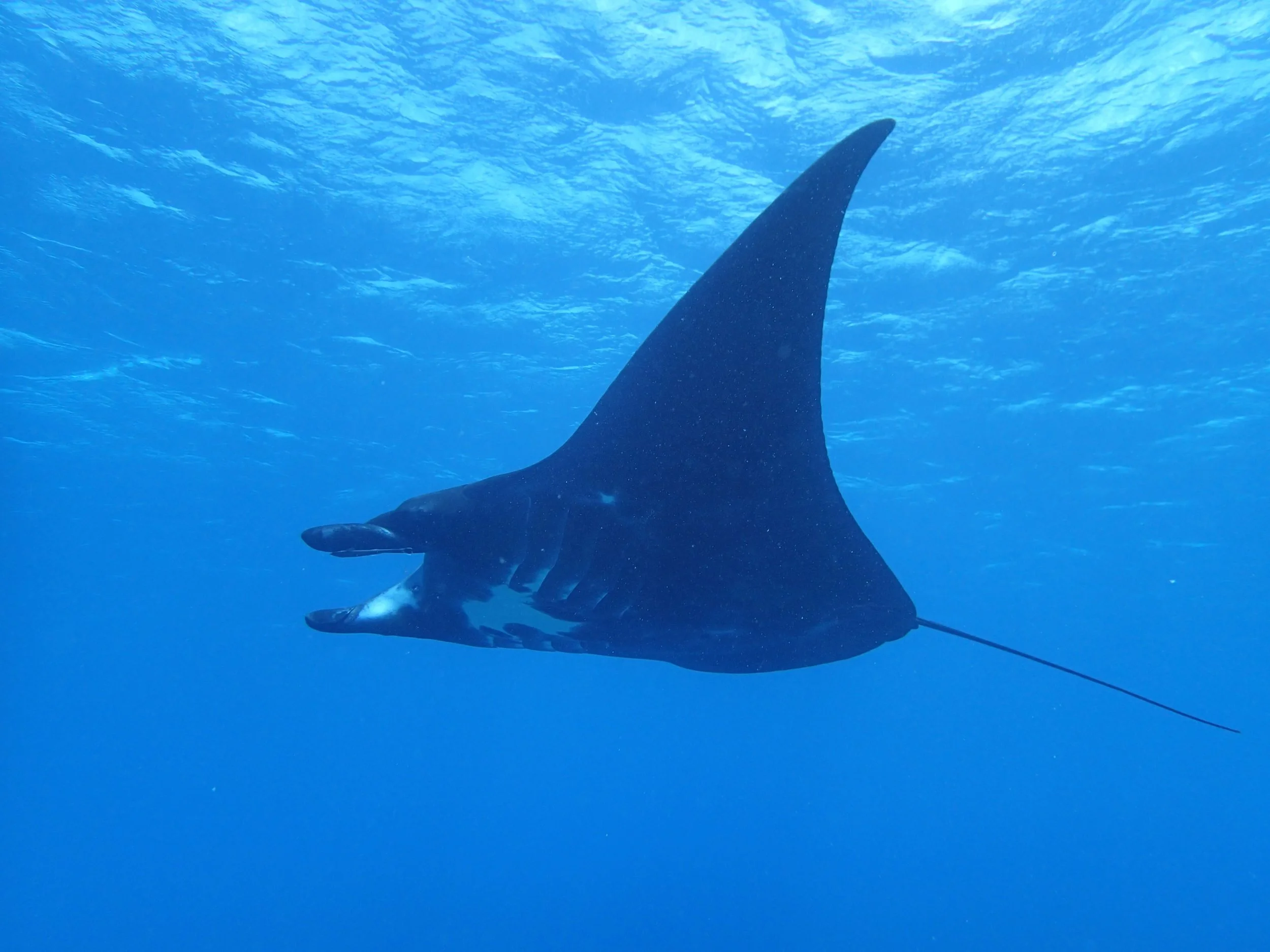 best manta shot.jpg