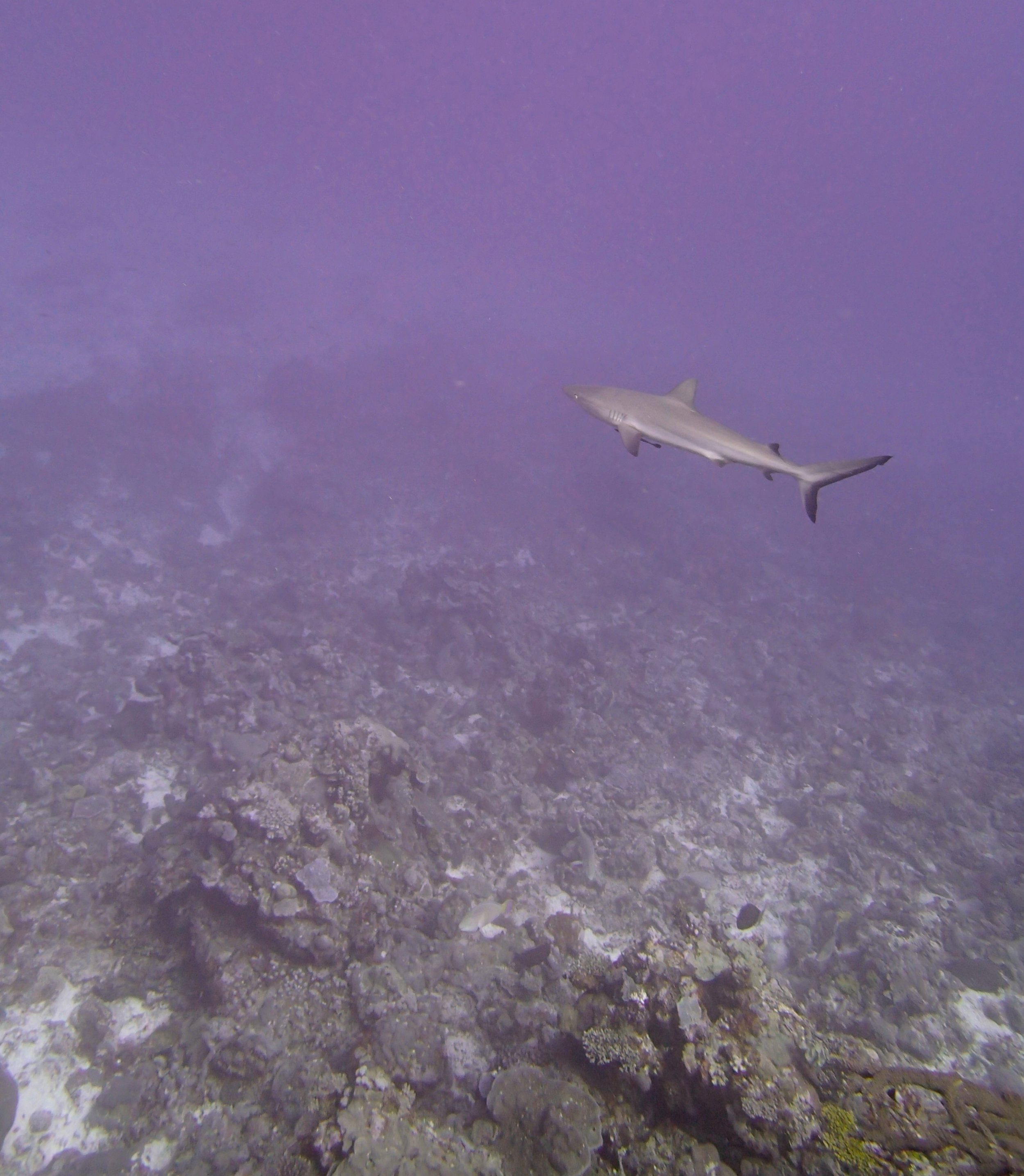 grey reef shark.jpg