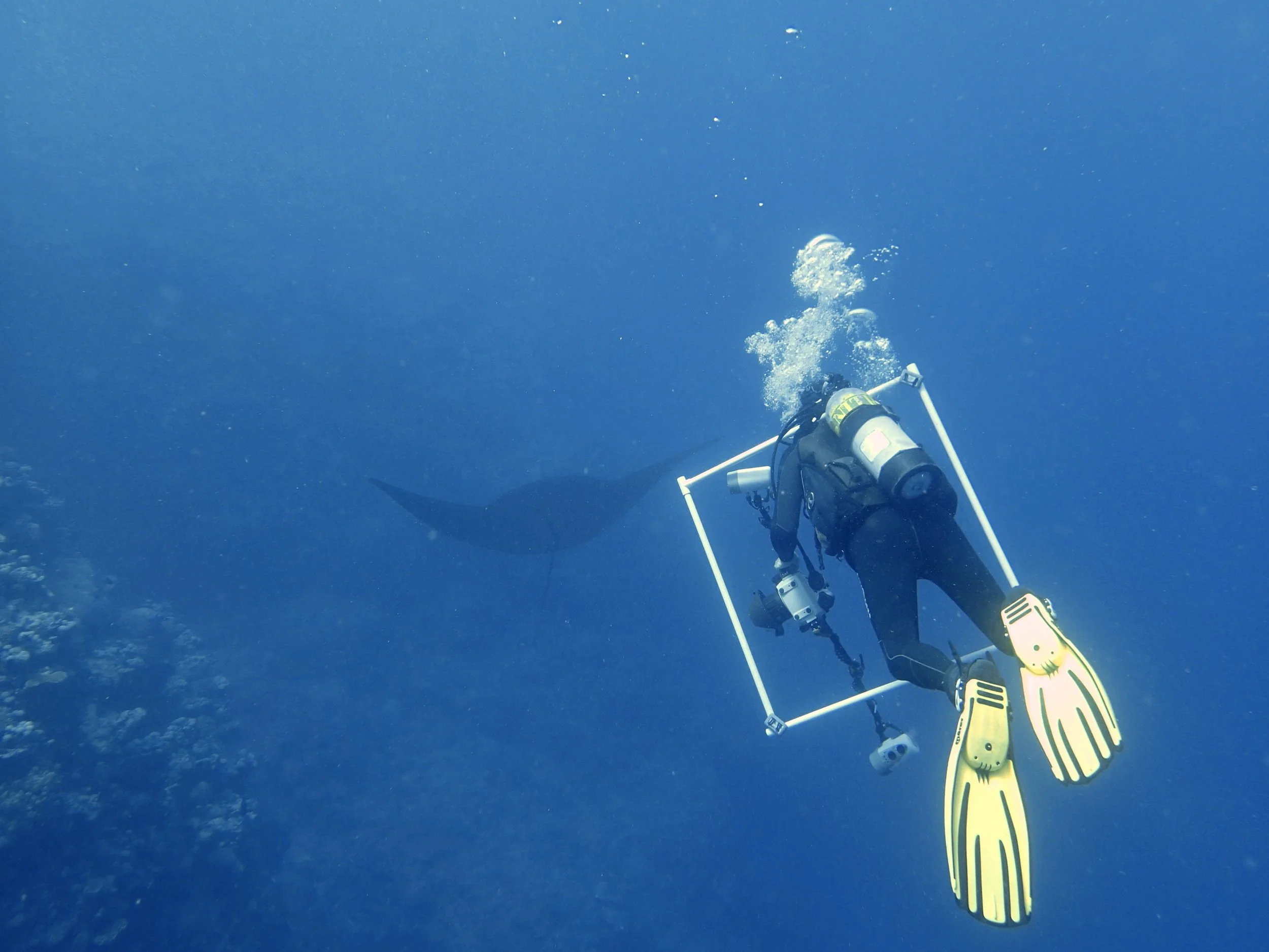 Ken and manta ray.jpg