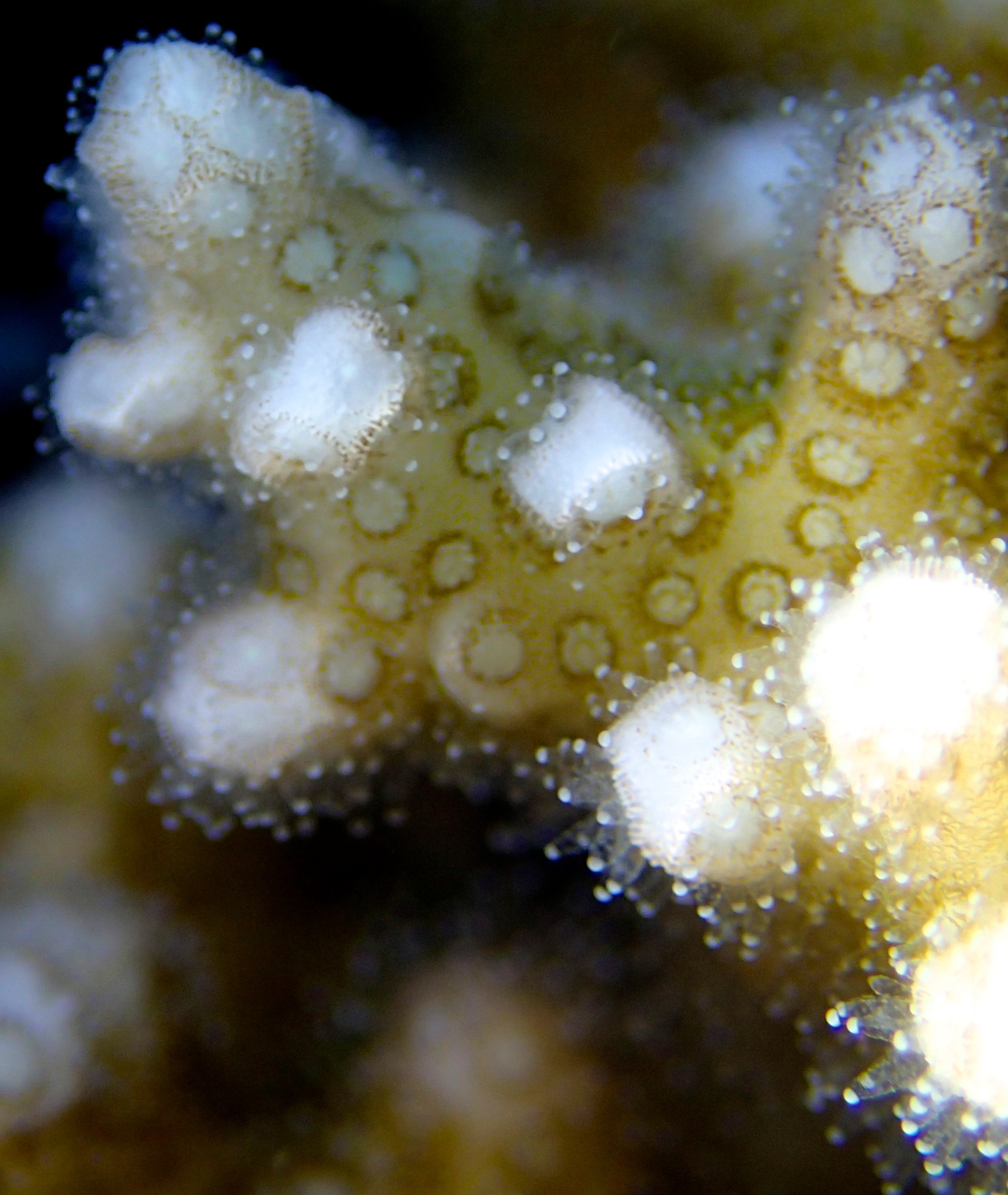 colony 84-macro