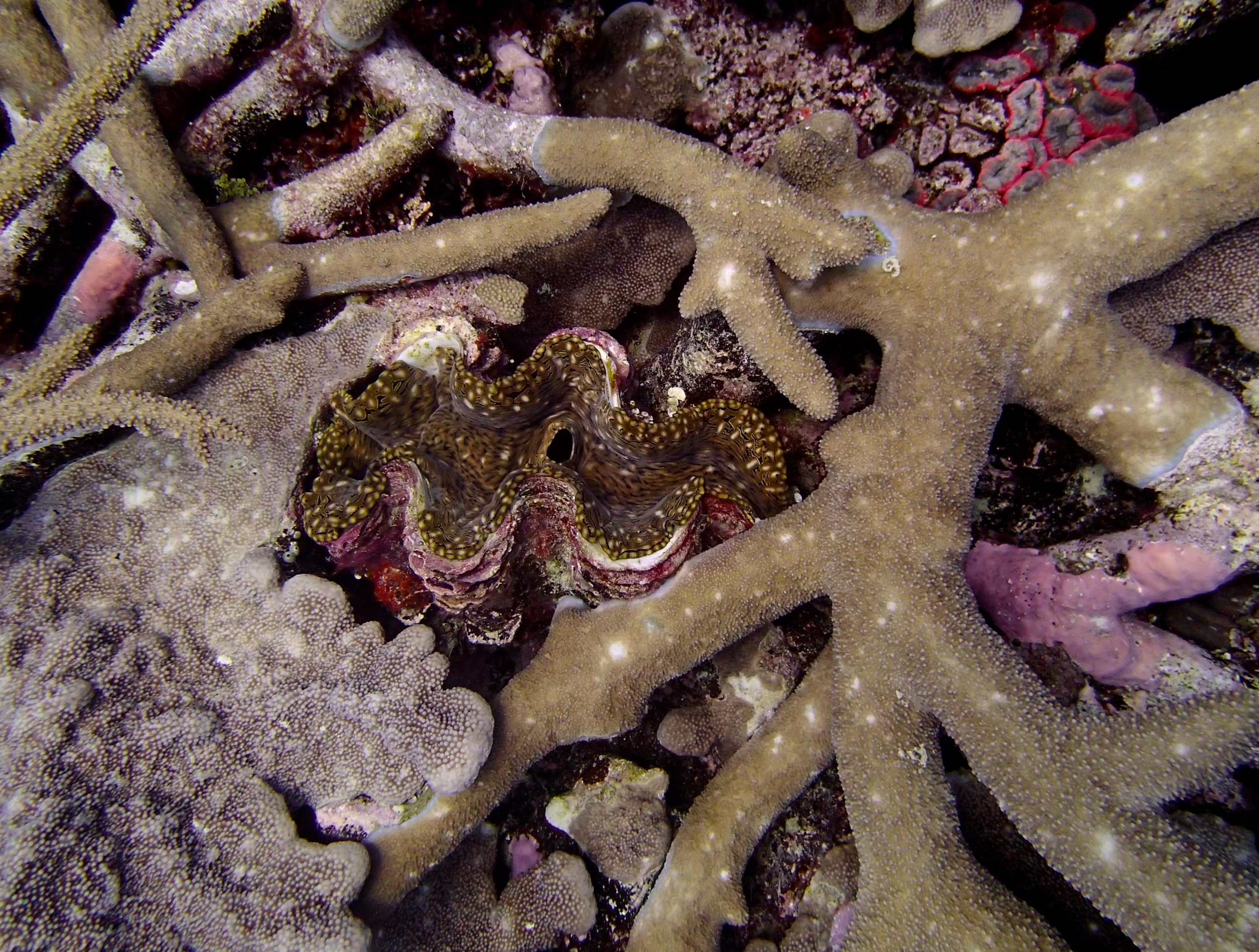 giant clam.jpg