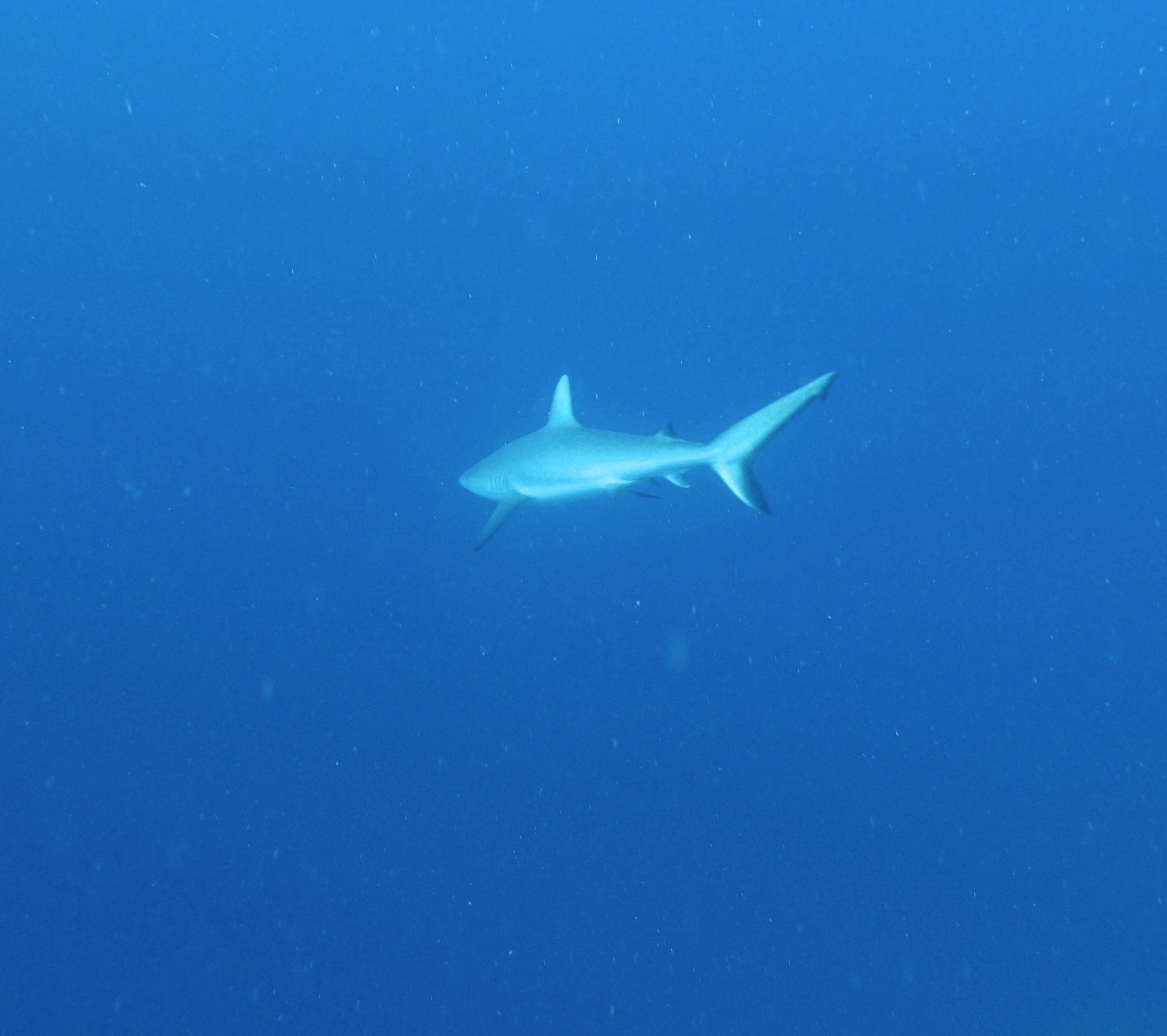 grey reef shark.jpg