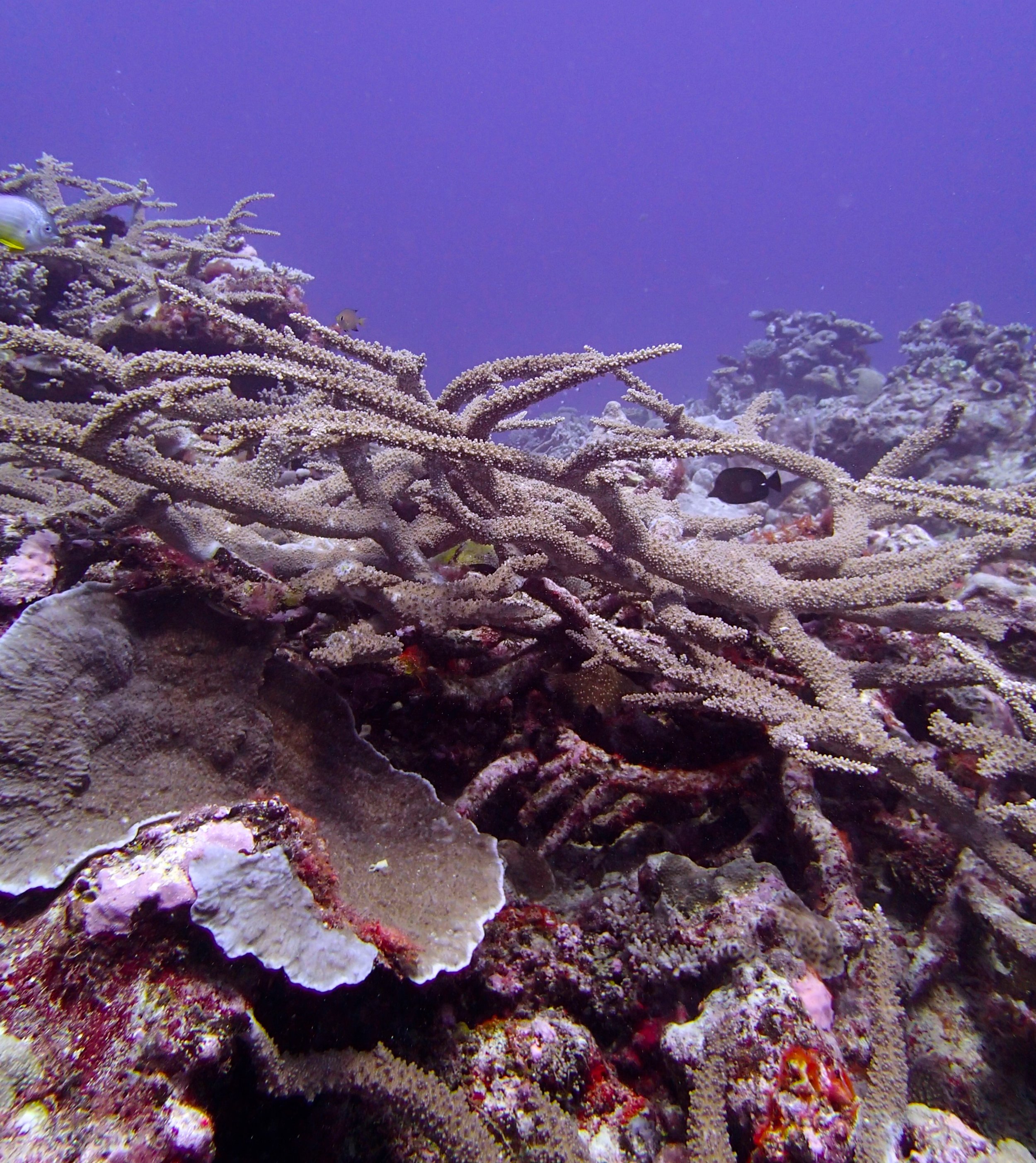 acropora.jpg