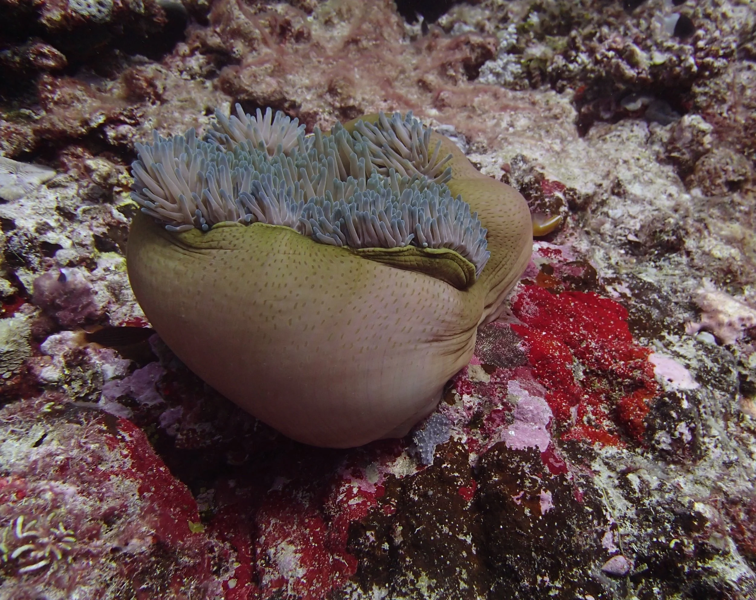 great anemone shot.jpg