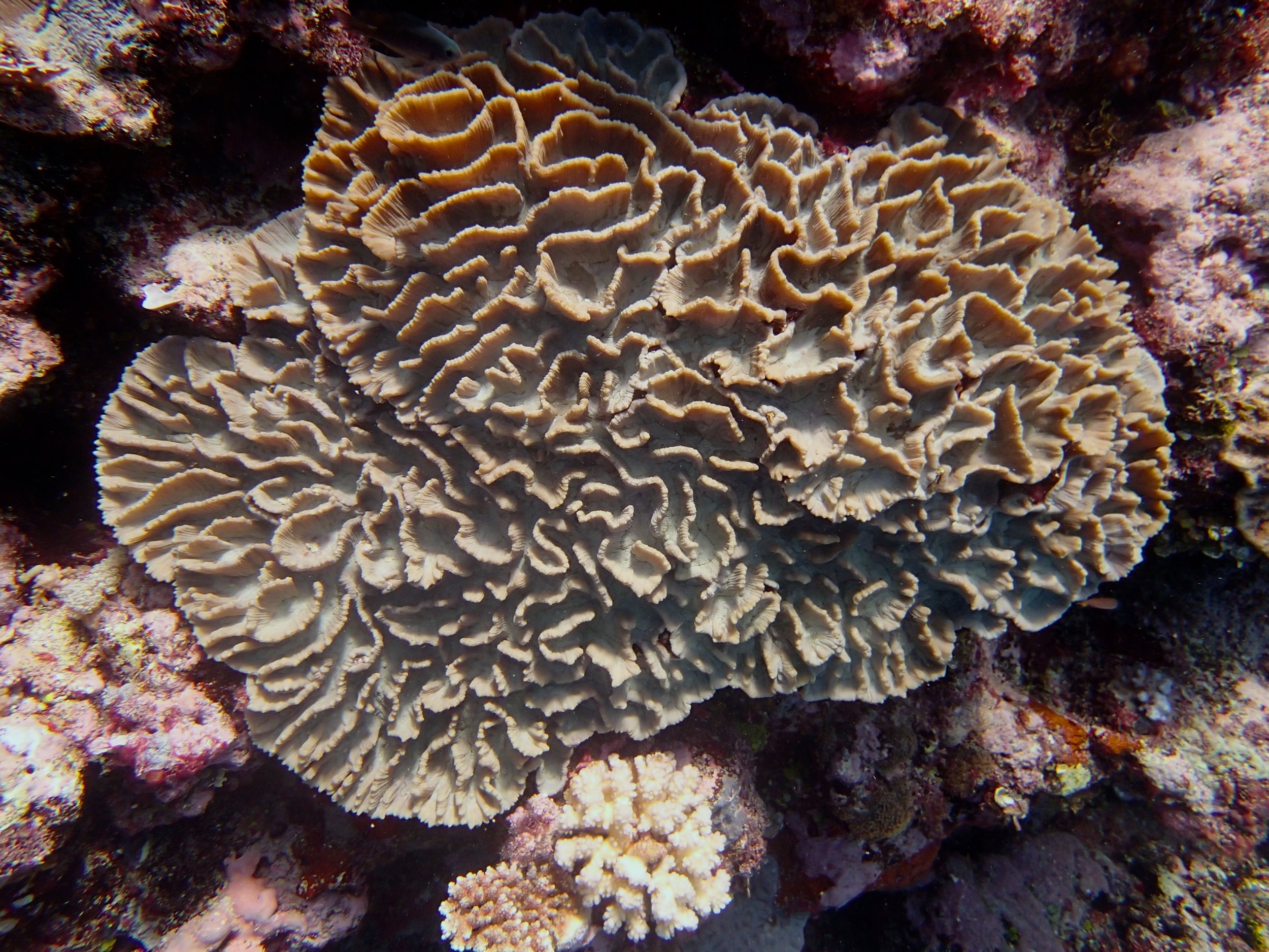 mystery coral.jpg