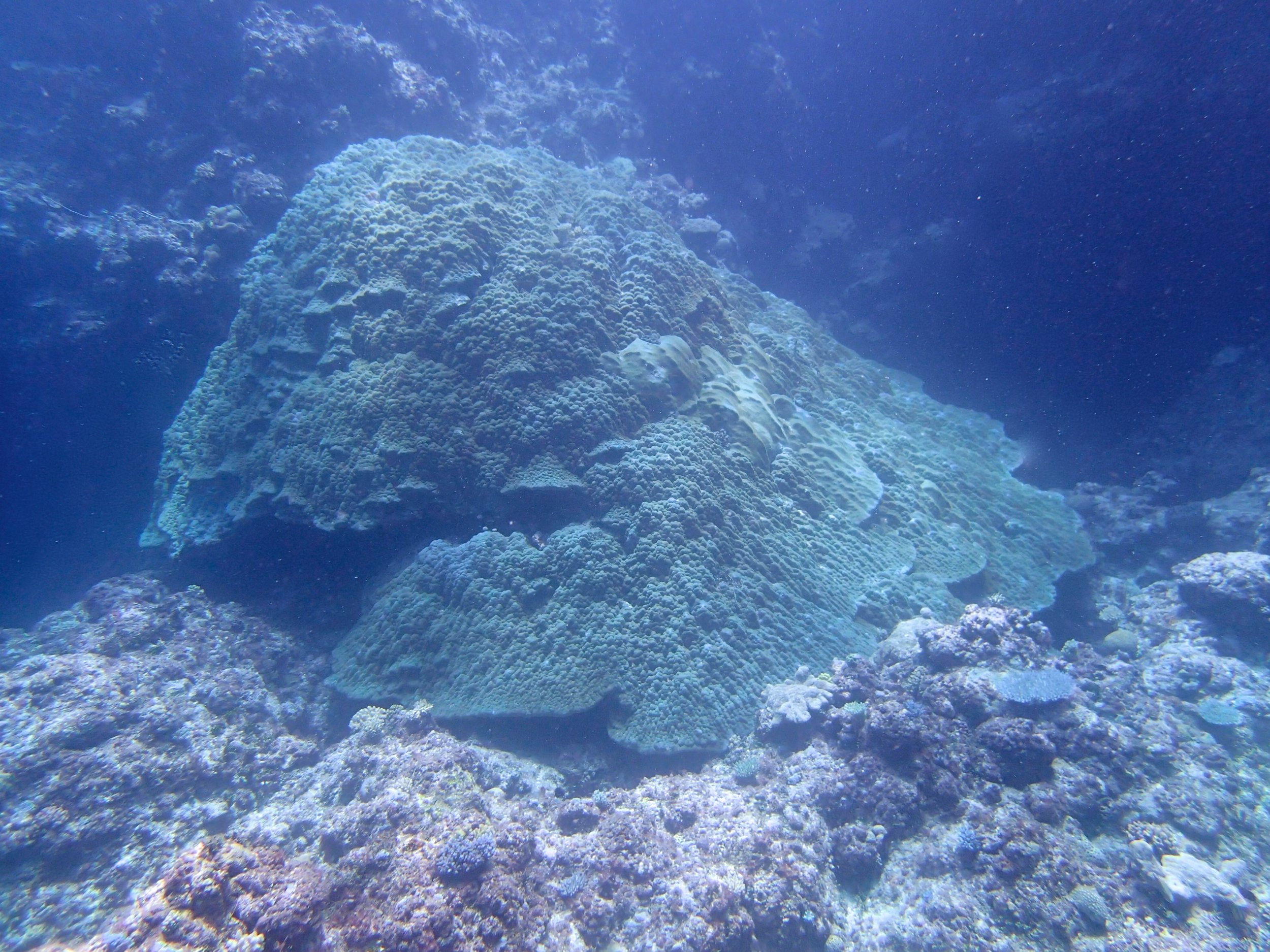 massive porites (1).jpg