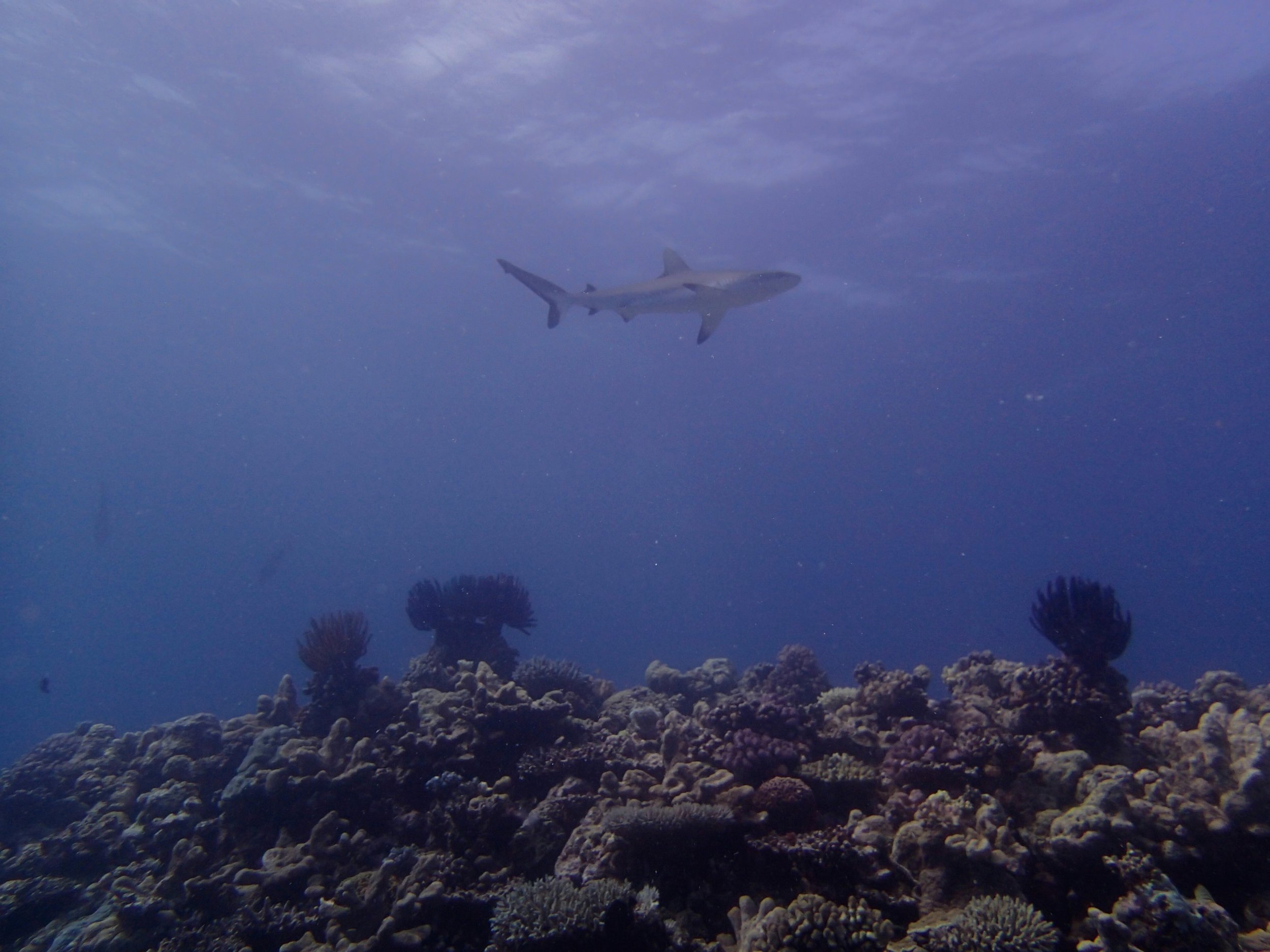 good grey reef shark shot.jpg