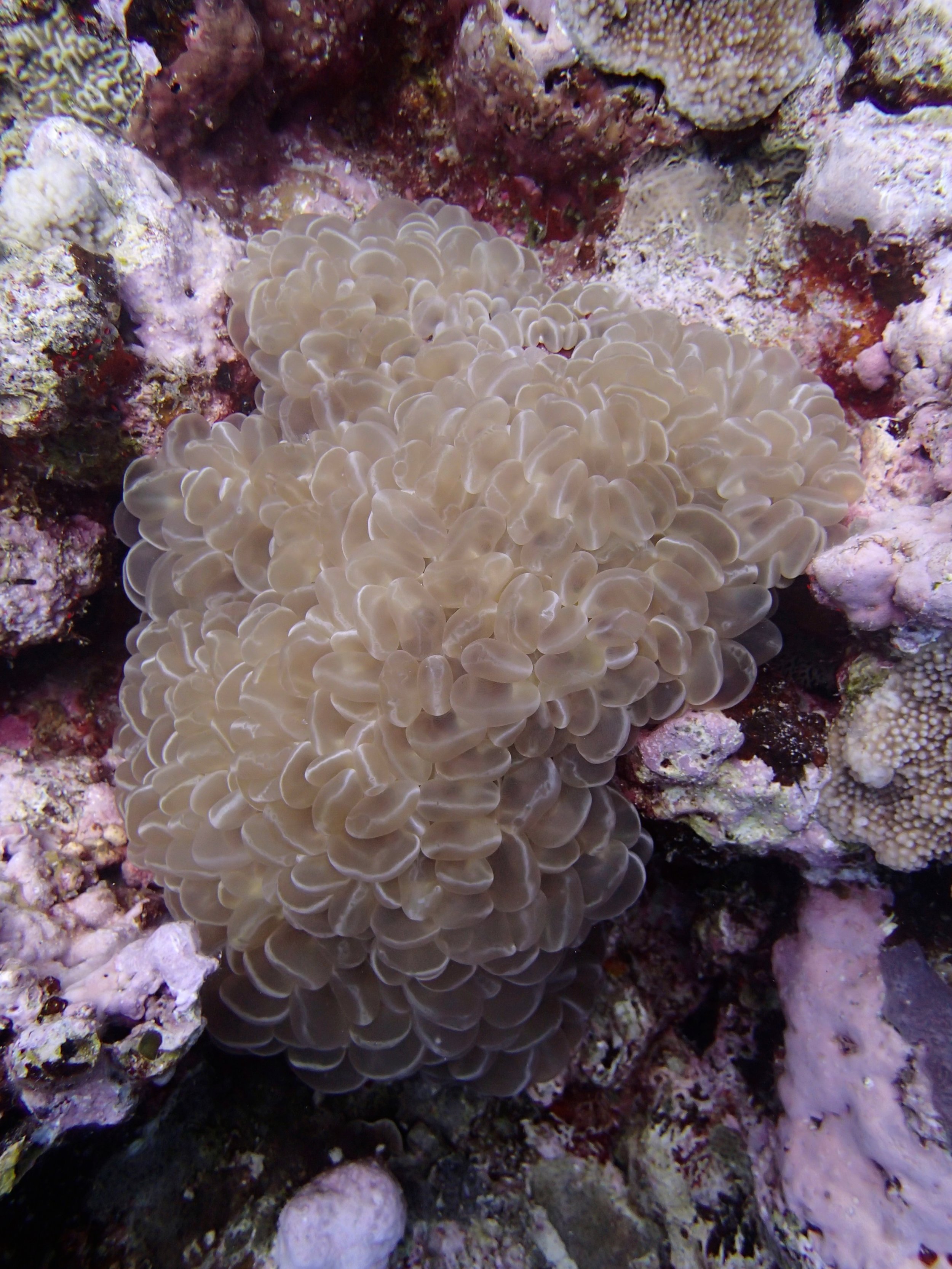 bubble coral.jpg