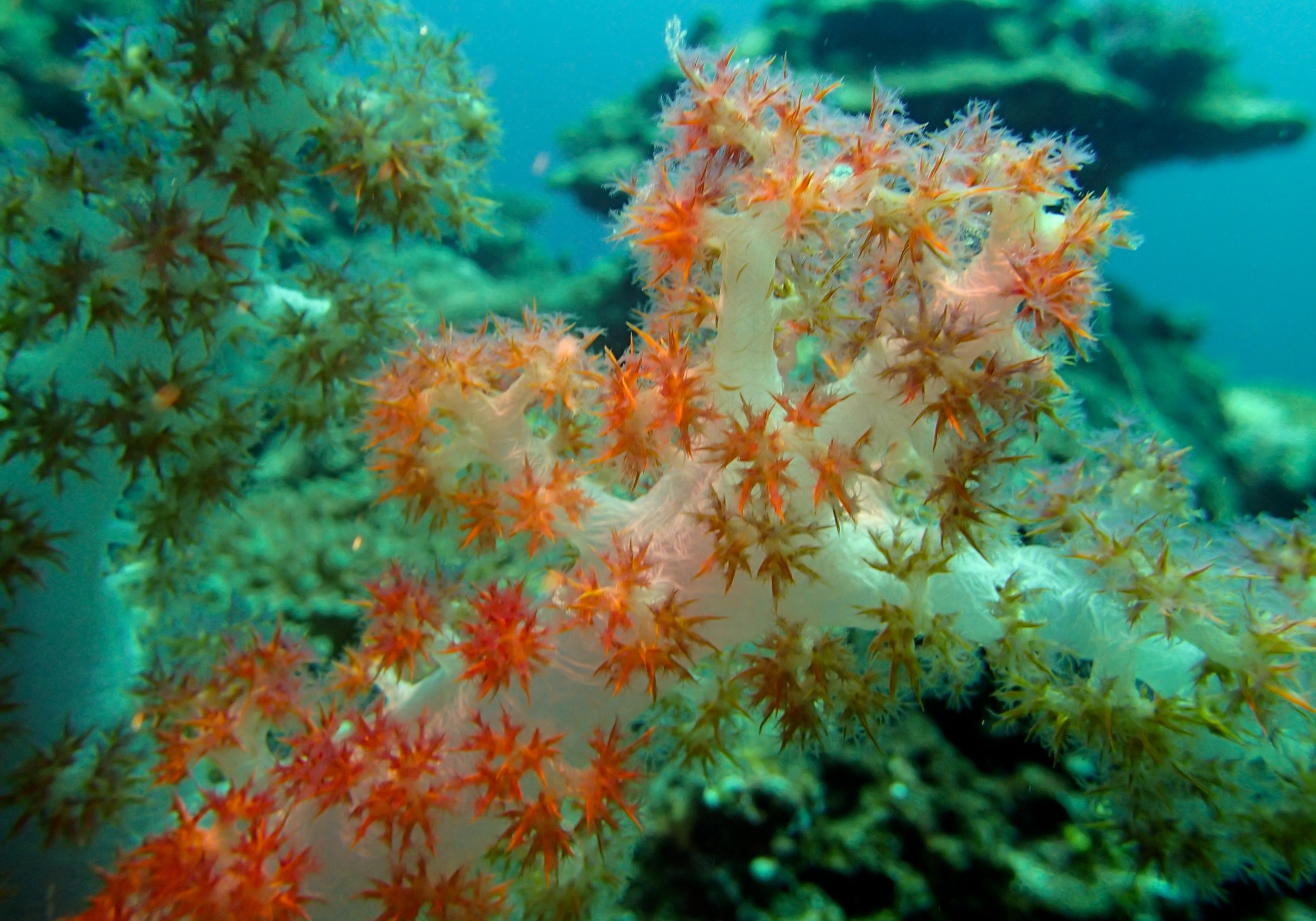 soft coral.jpg