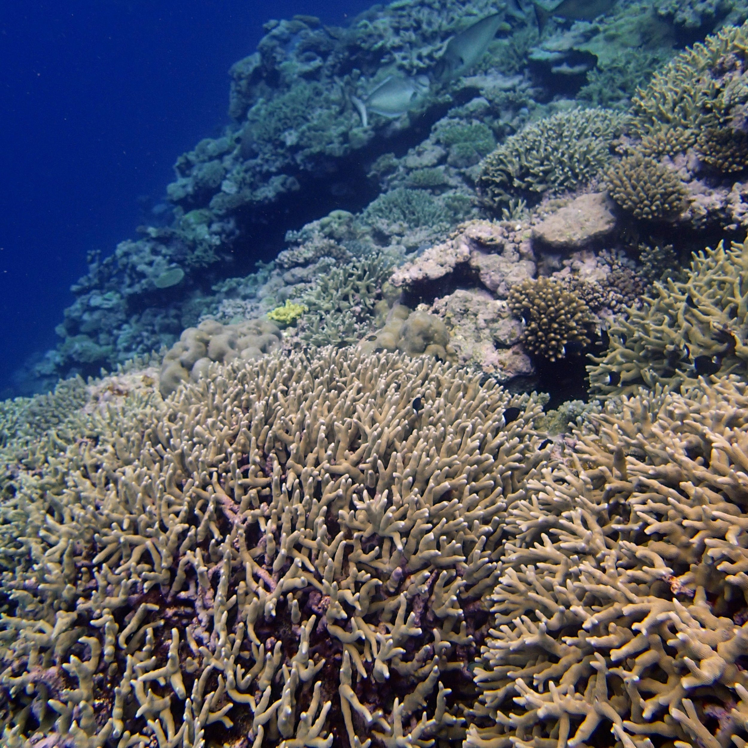 branching porites.jpg