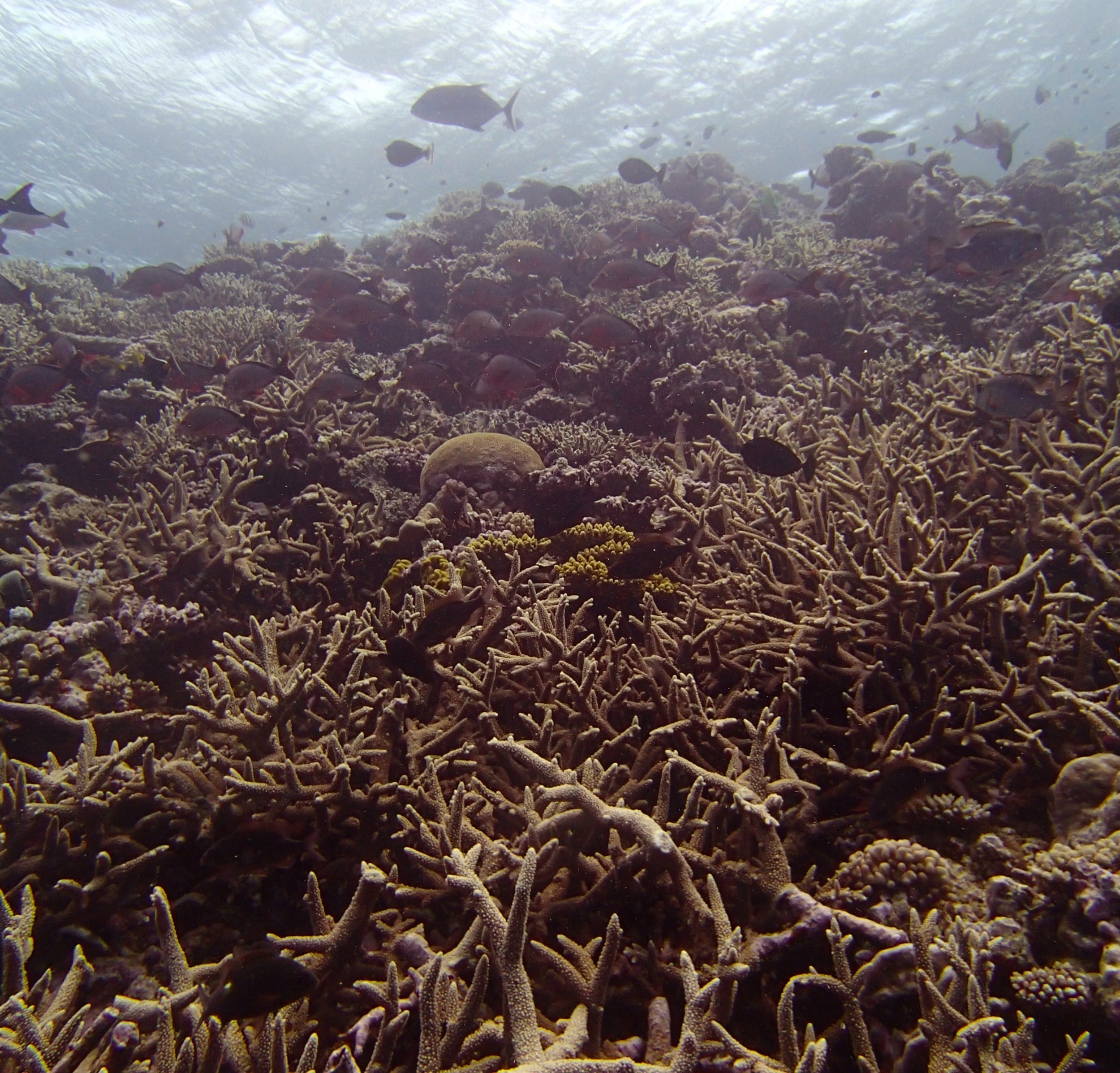 acropora thicket.jpg