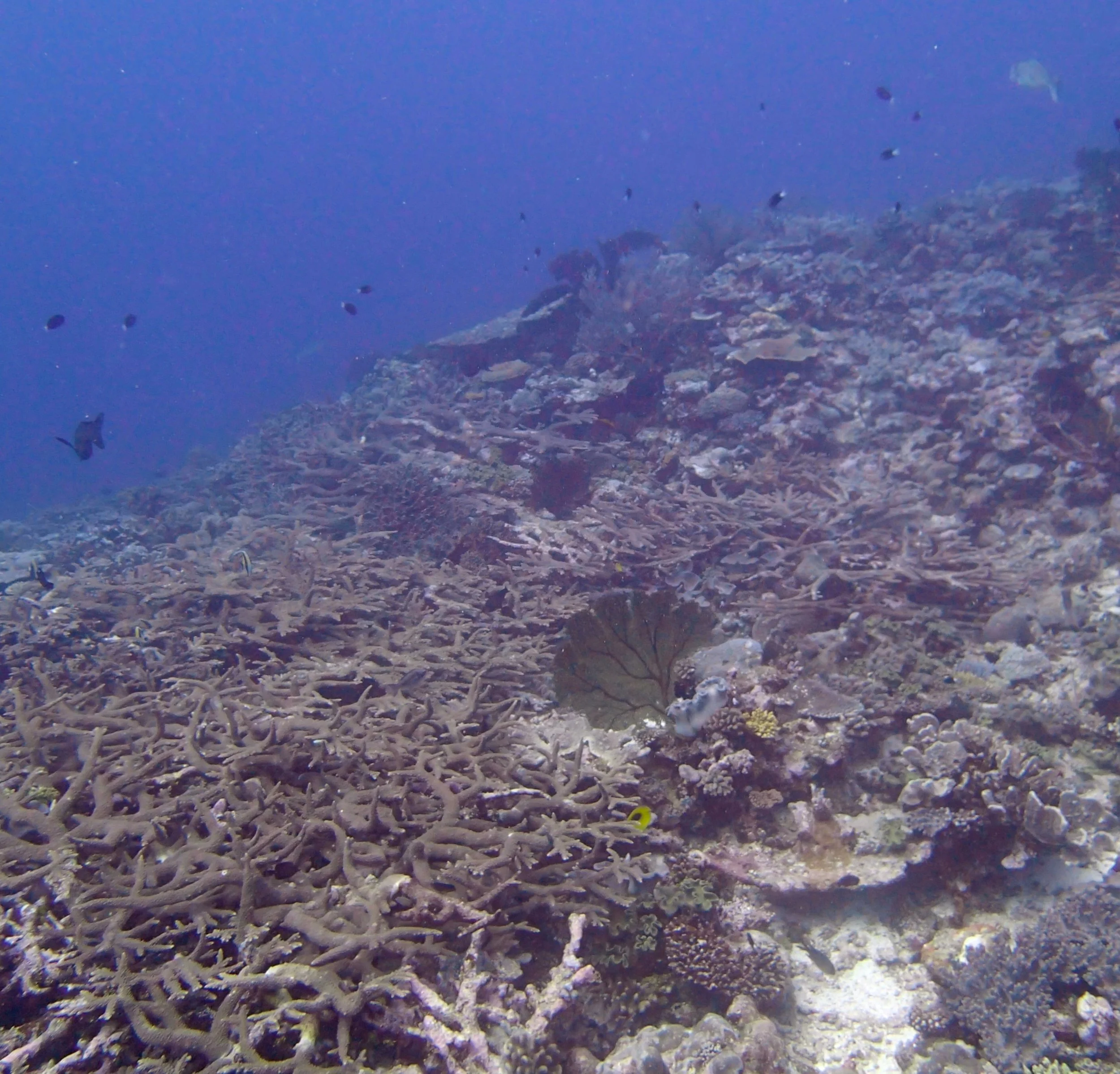 healthy reef.jpg