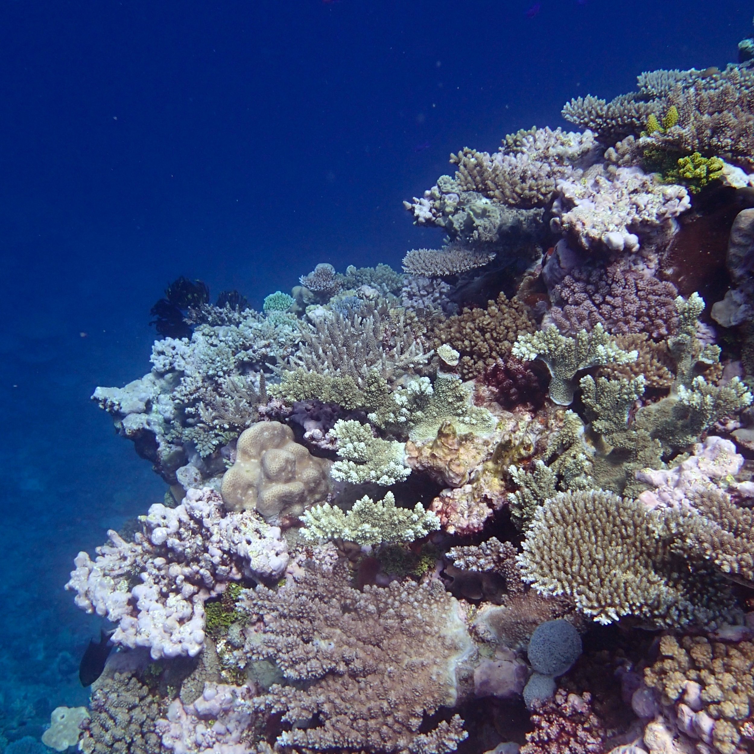 acropora garden.jpg