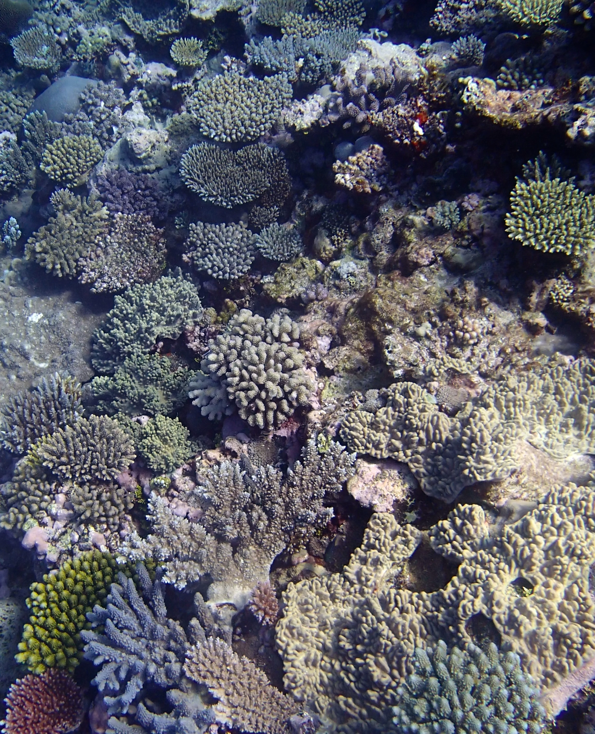high coral cover.jpg