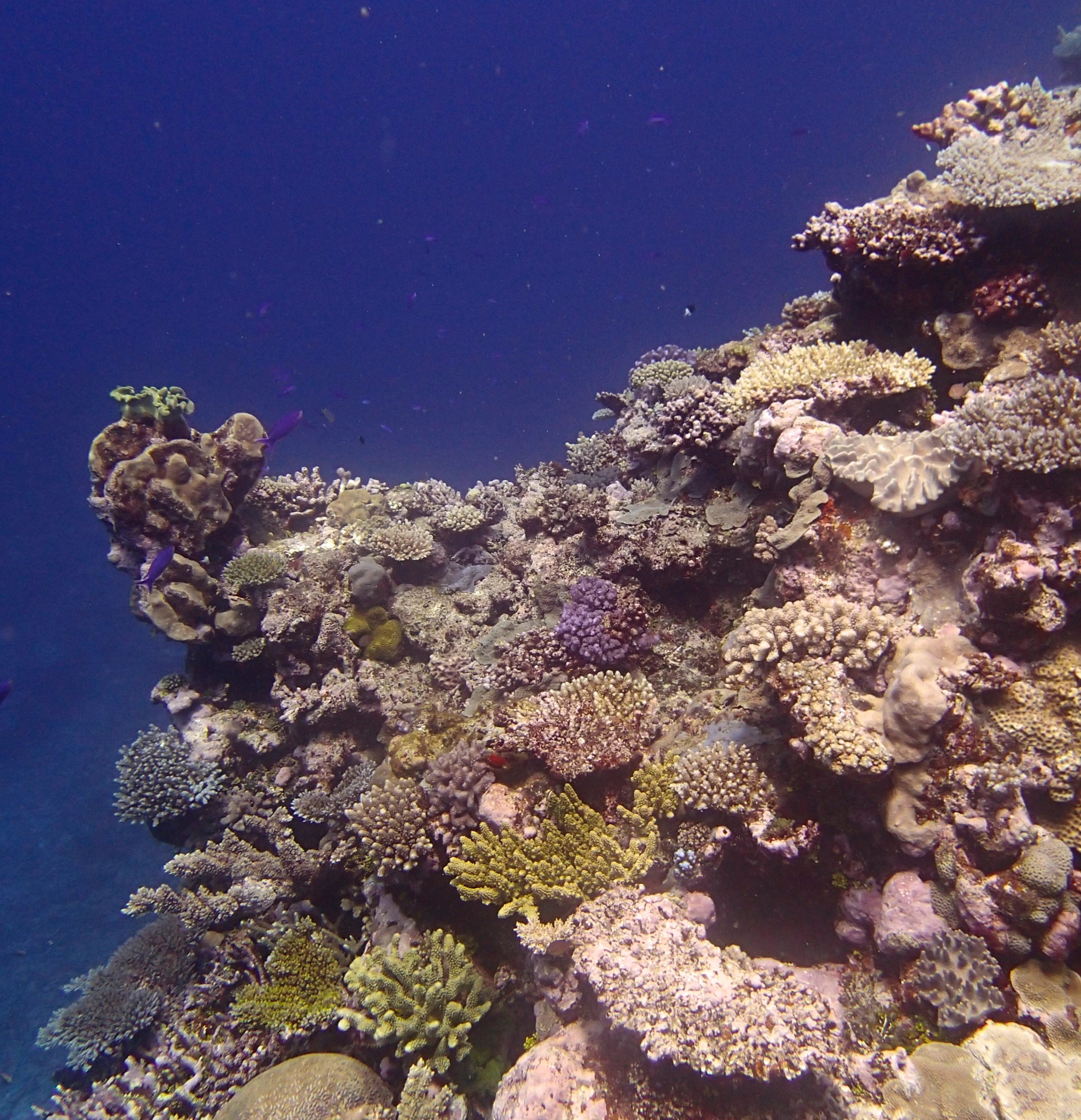 shallow coral garden.jpg