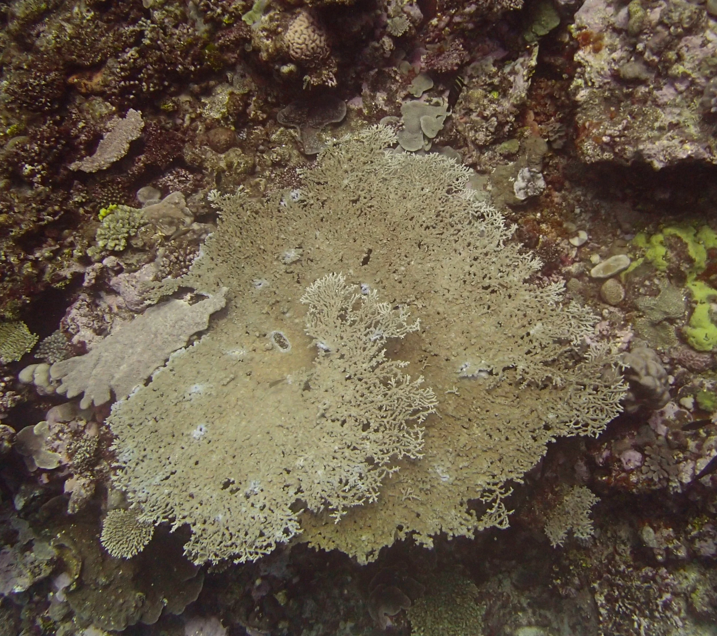 table acropora.jpg