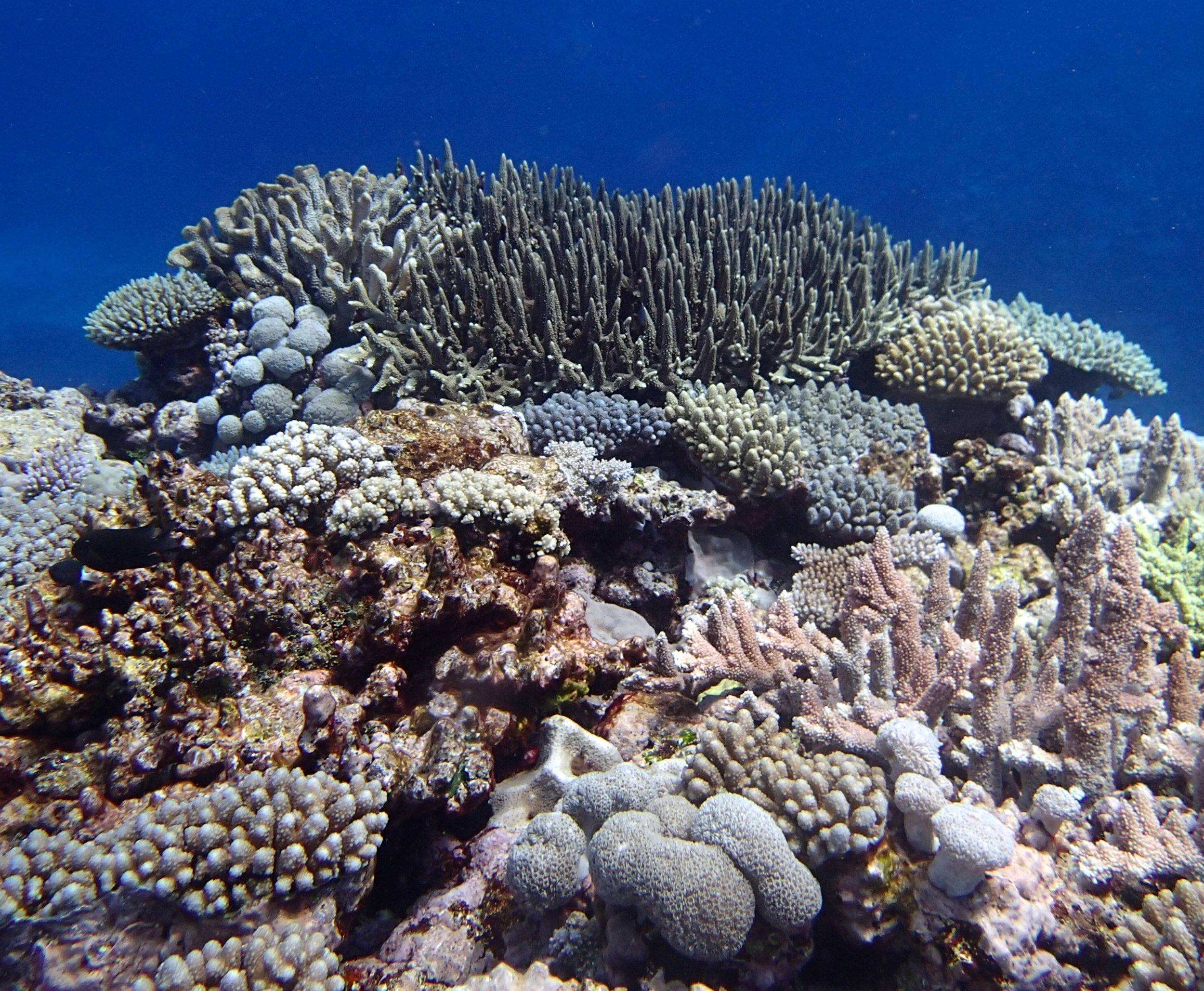 awesome acropora garden.jpg