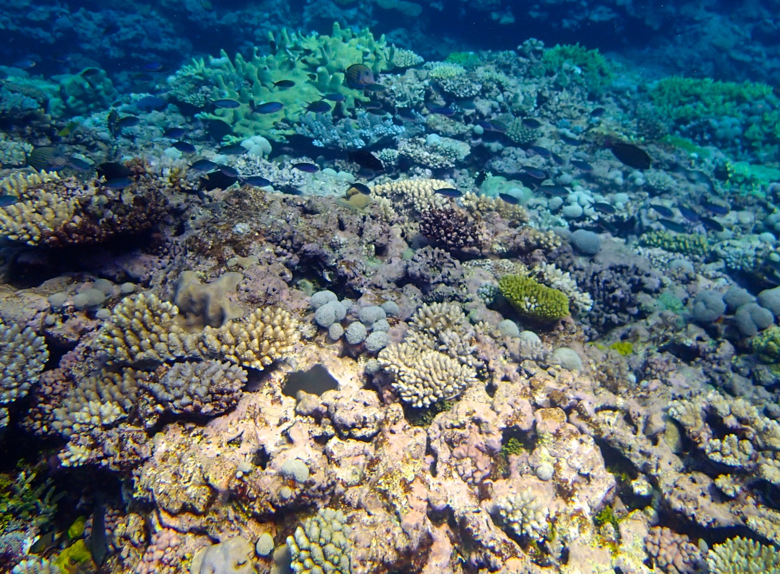 acropora garden.jpg