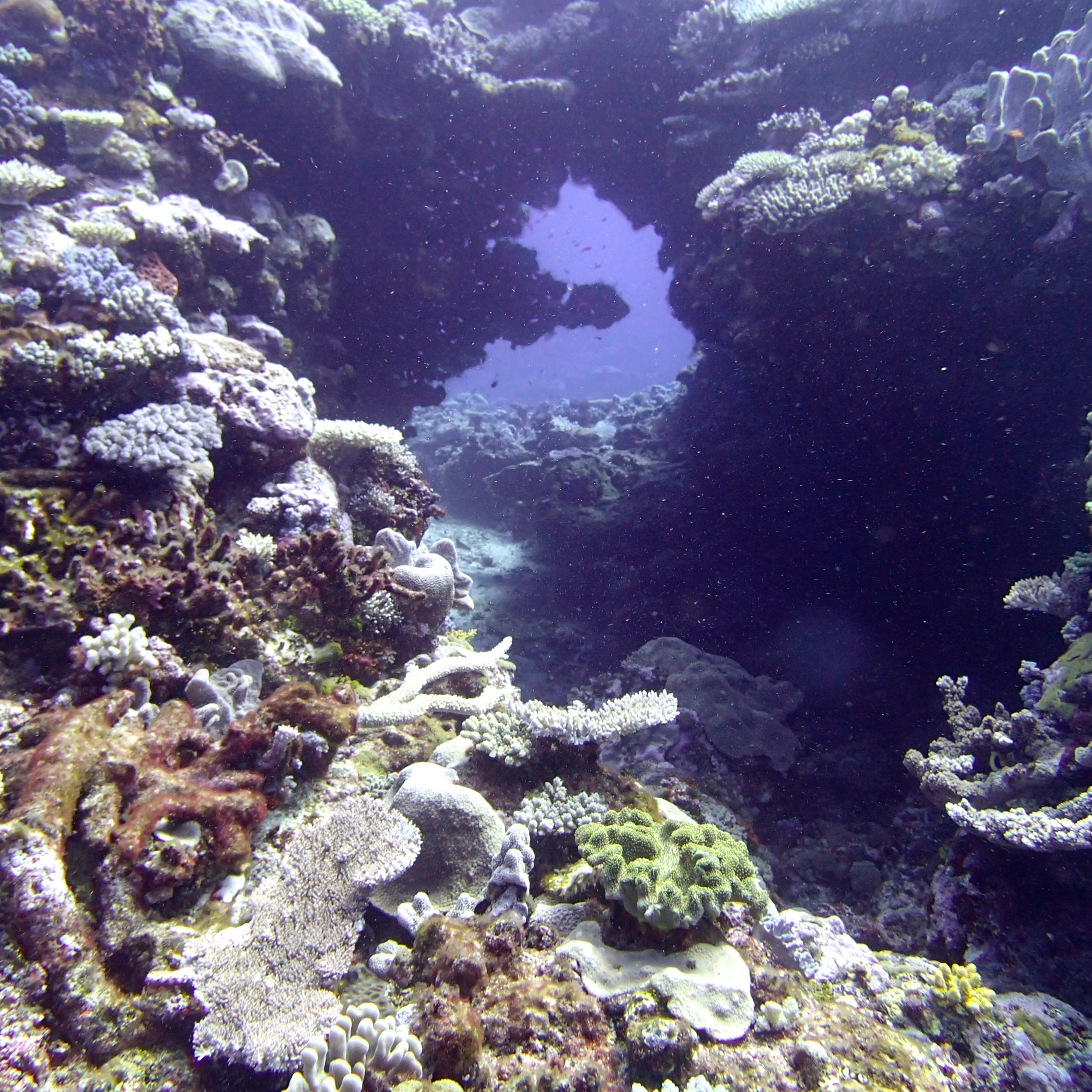 coral tunnel.jpg