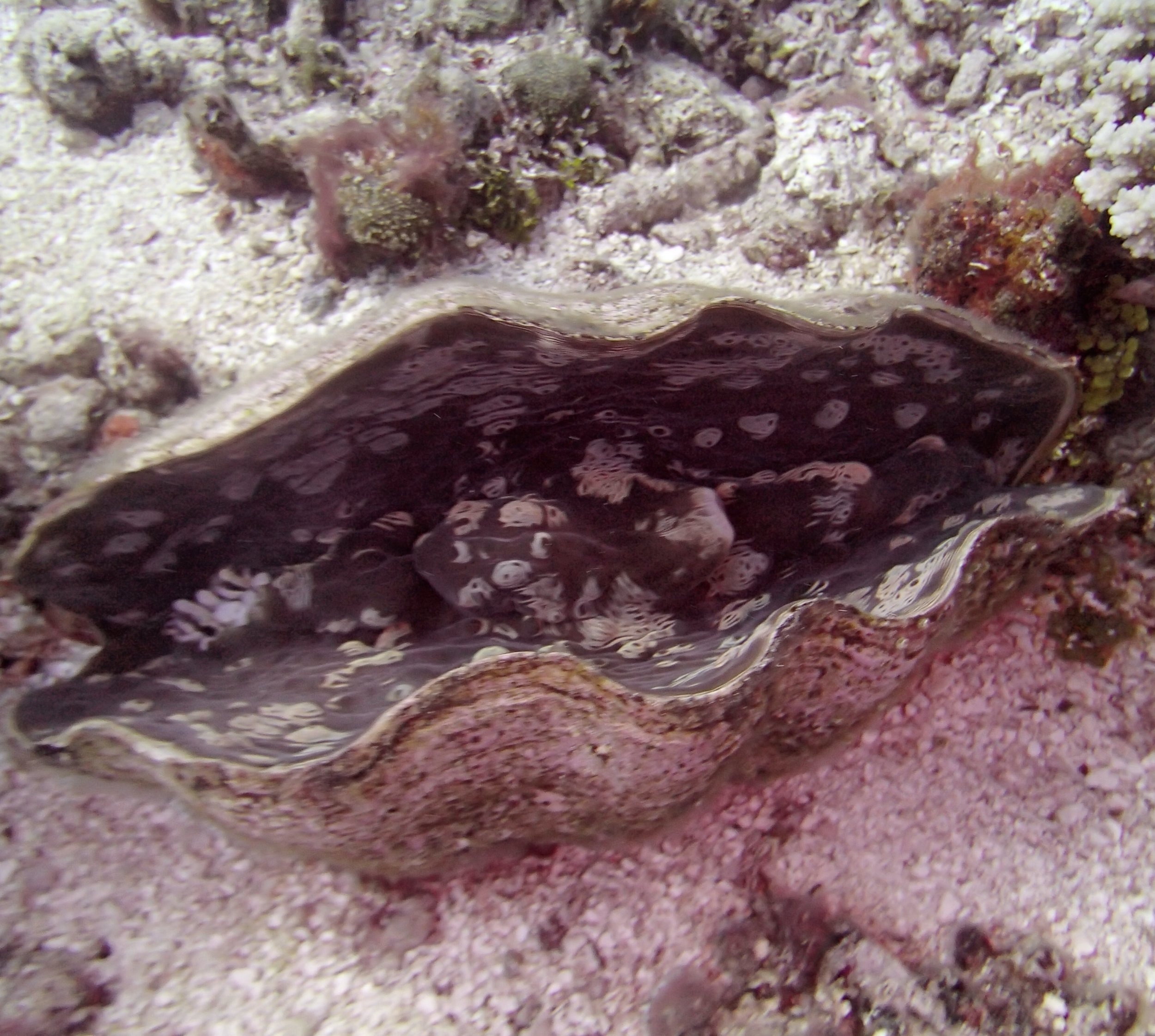 giant clam.jpg