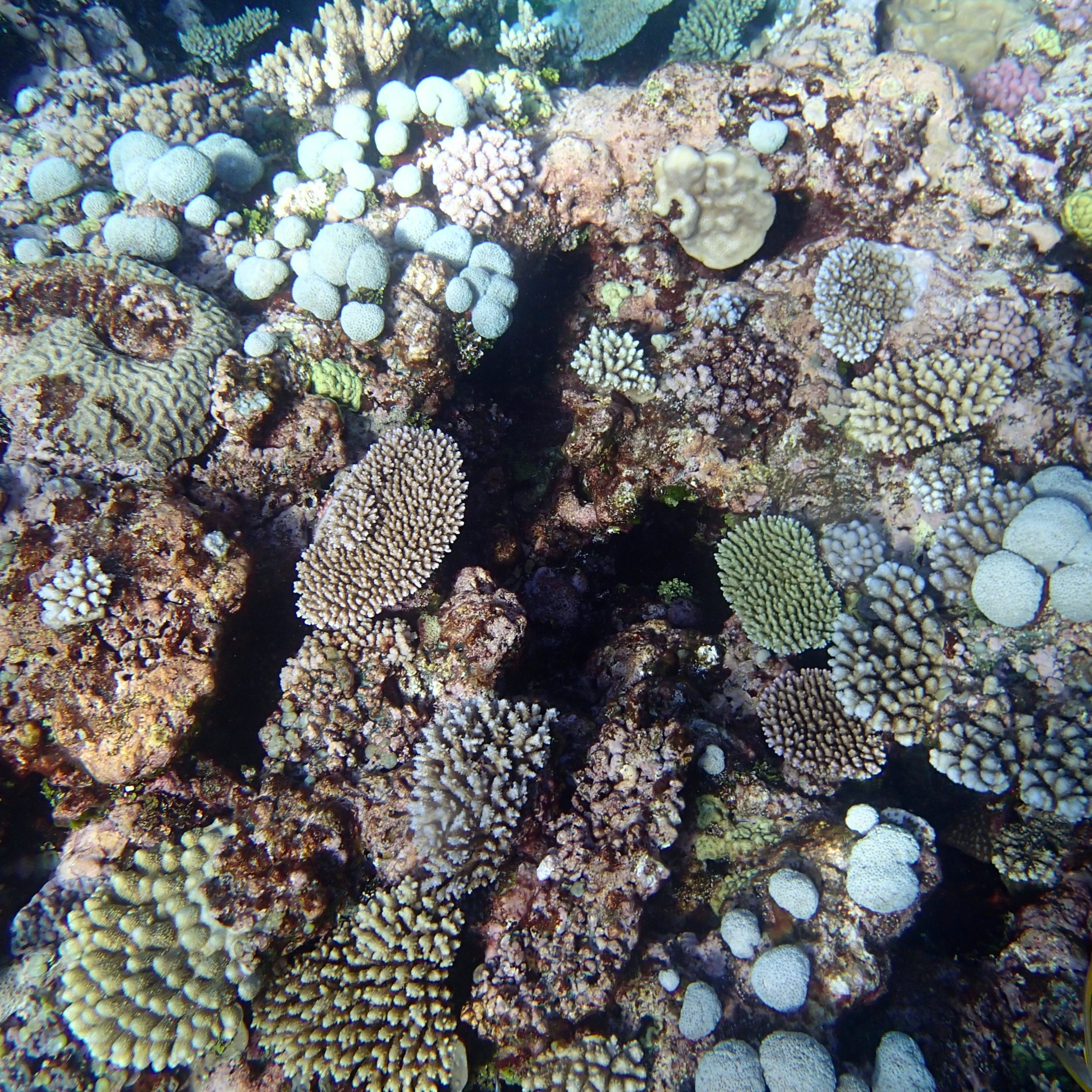 golf ball coral.jpg