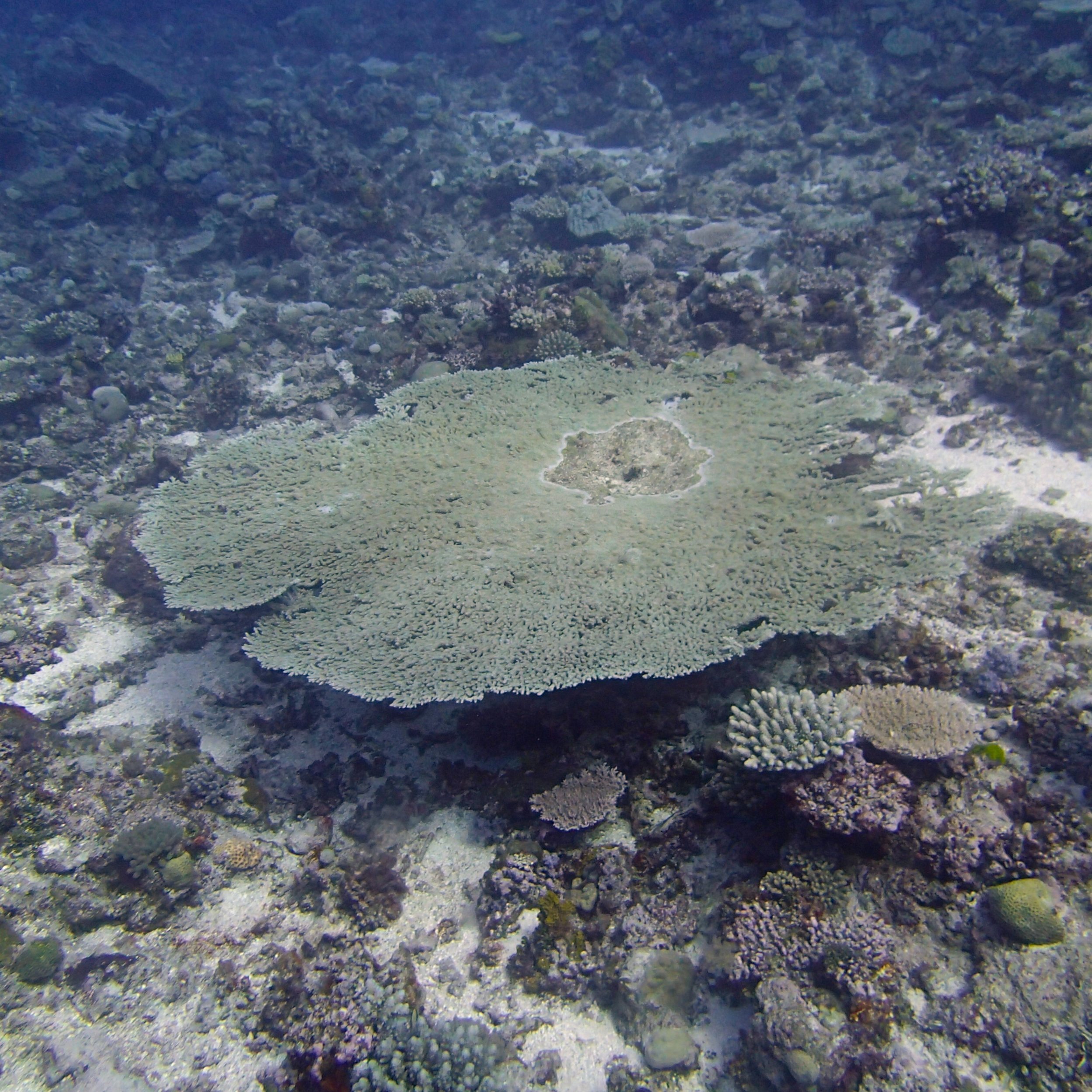 table acropora.jpg