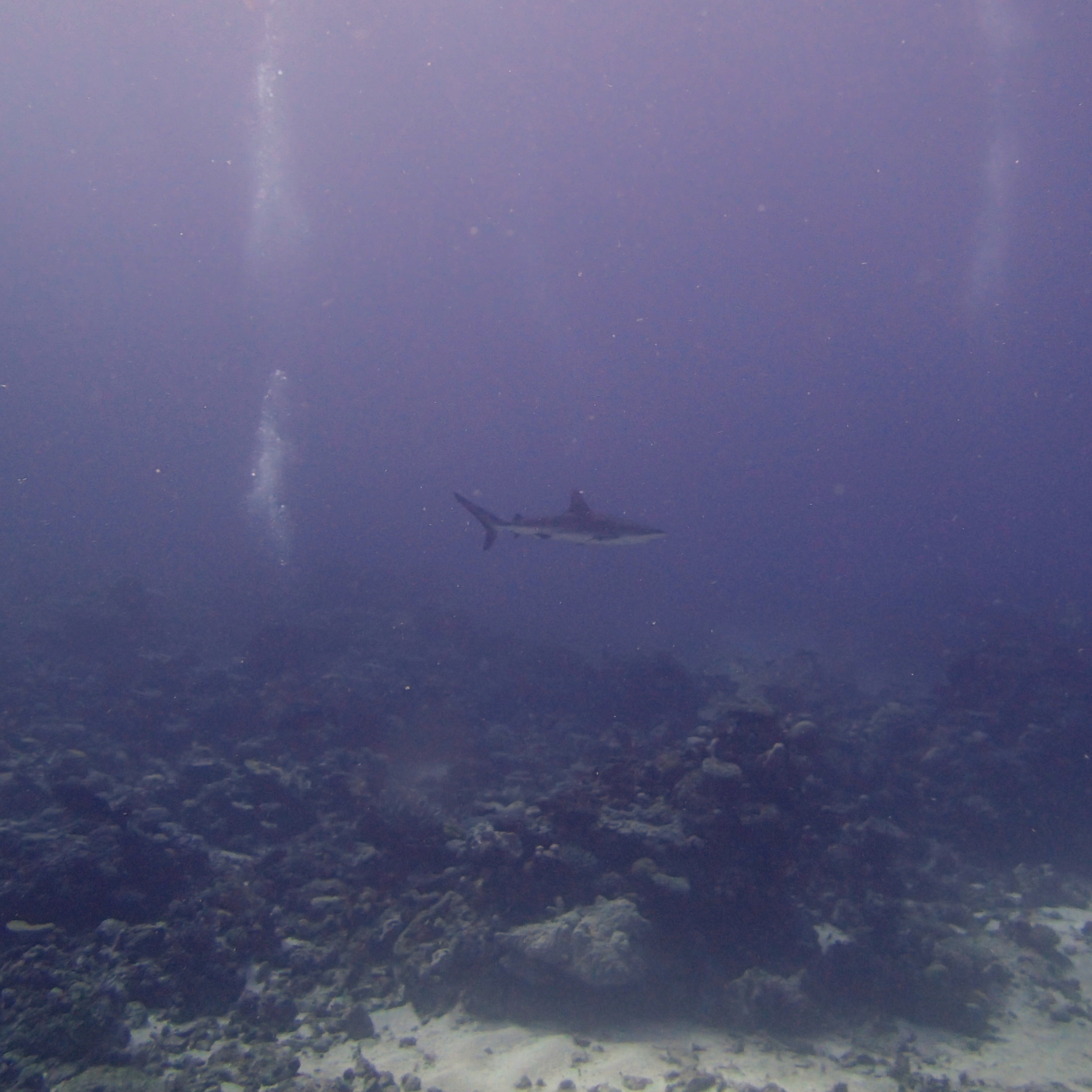 grey reef shark.jpg