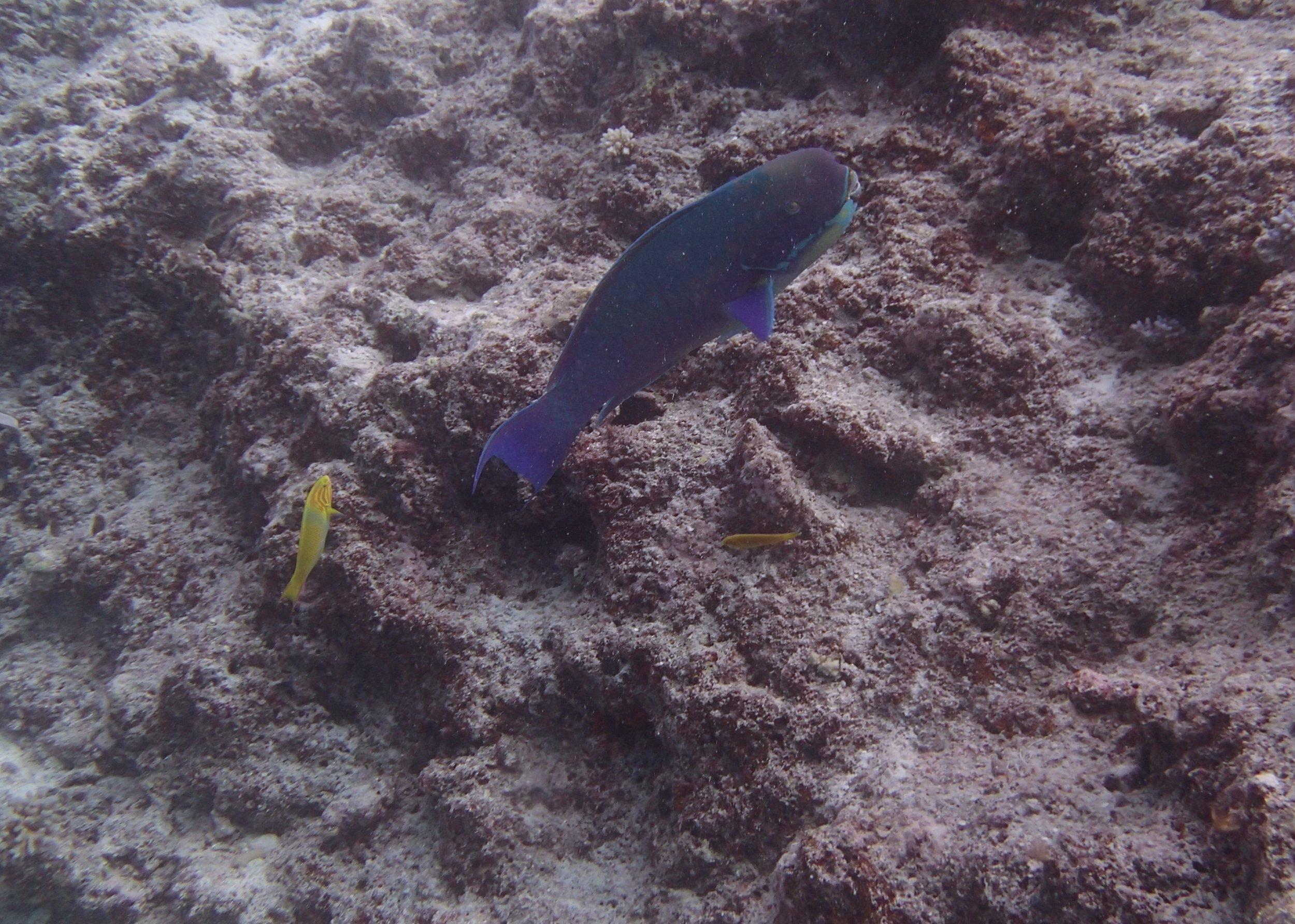 parrotfish.jpg