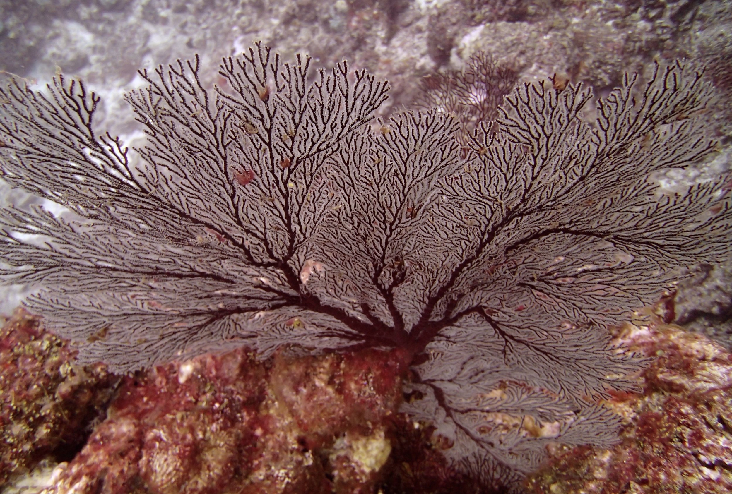 sea fan.jpg