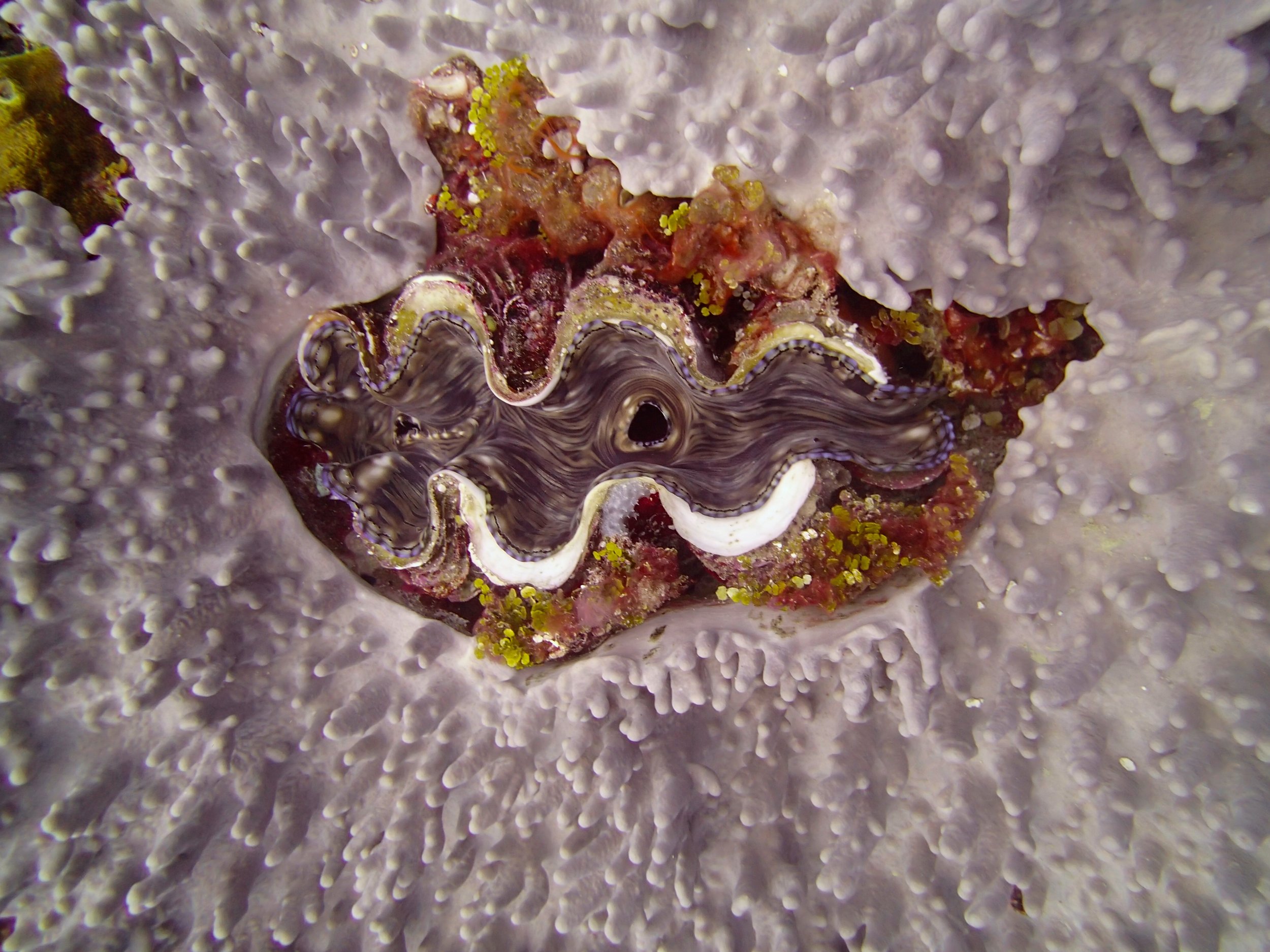giant clam in soft coral.jpg