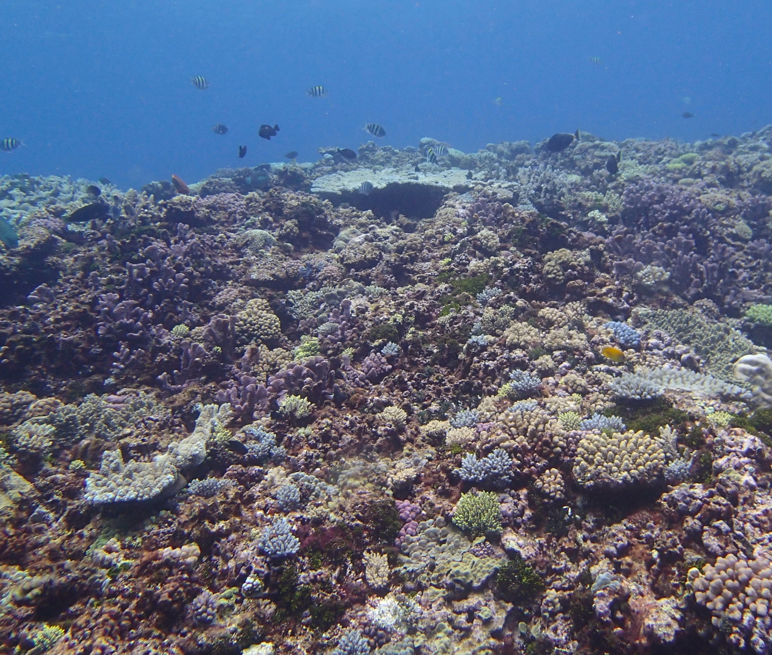 live coral area.jpg