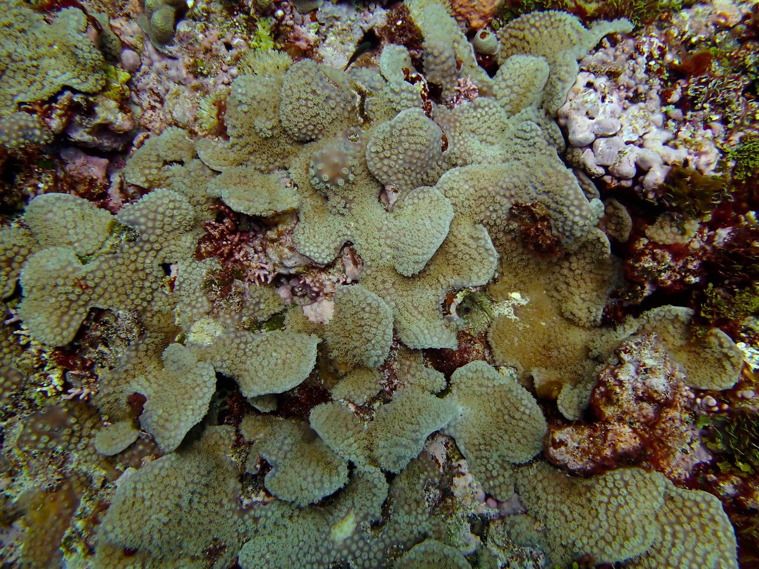 mystery coral.jpg