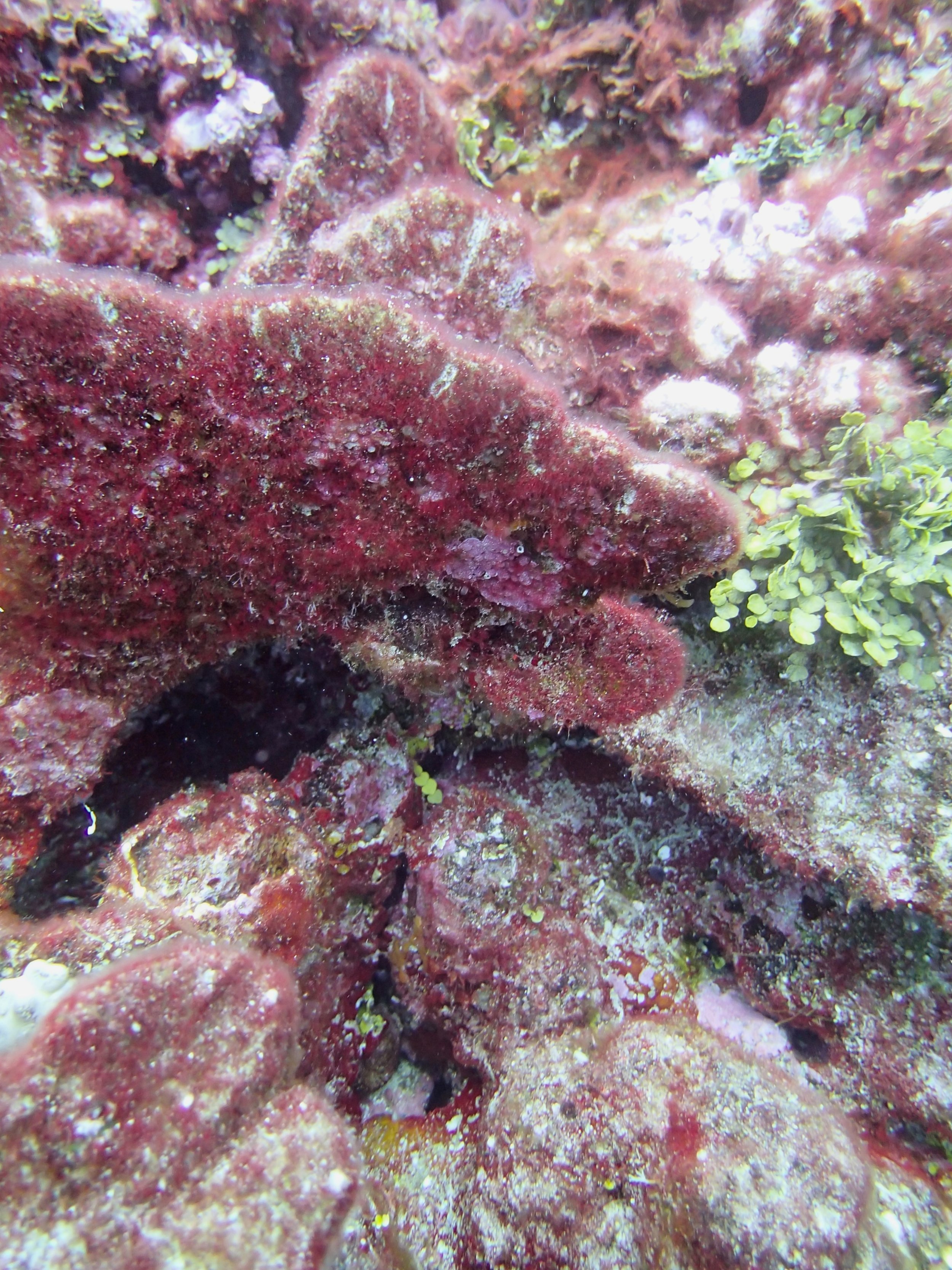 red algae.jpg