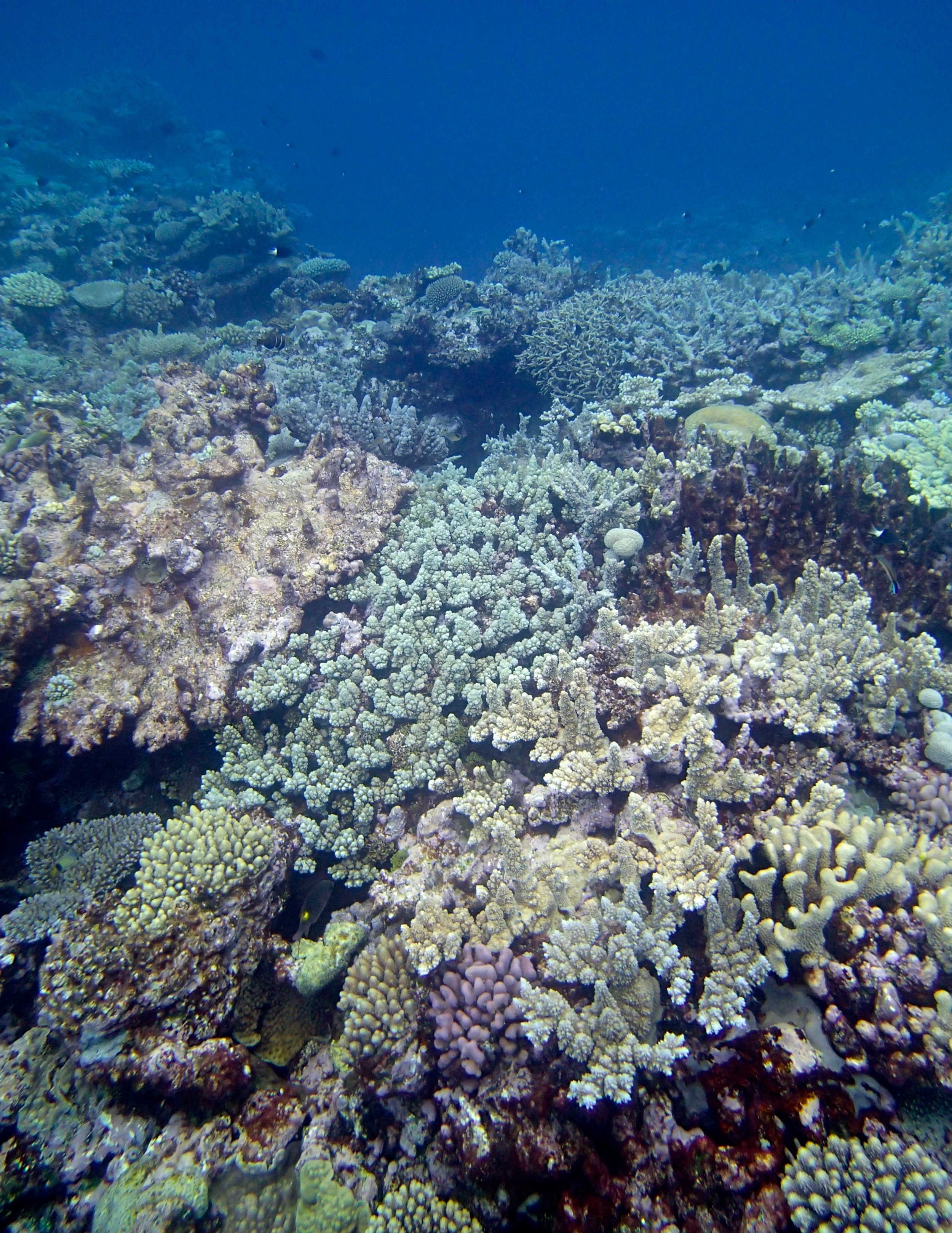 wall of acropora.jpg