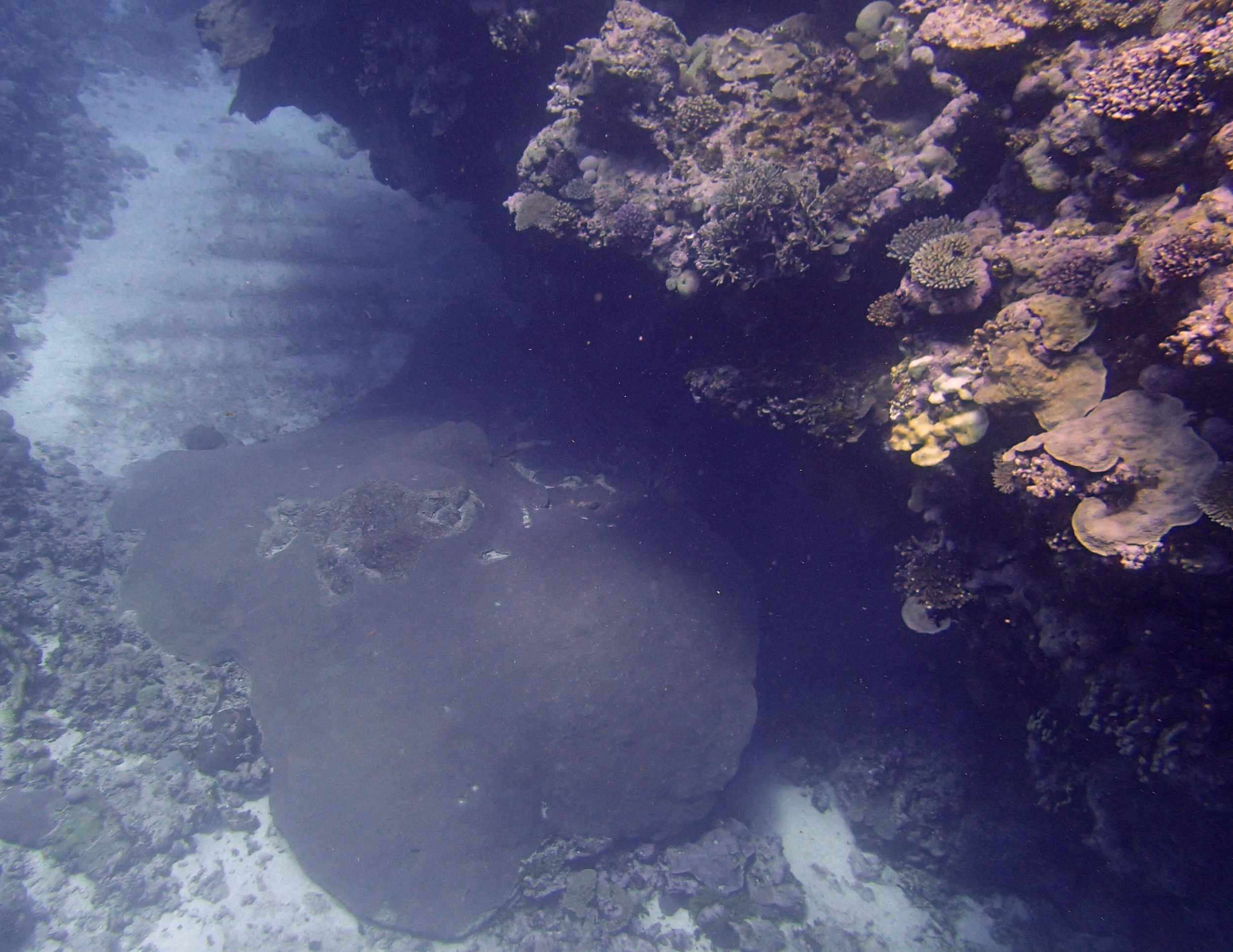 enormous diploastrea colony.jpg