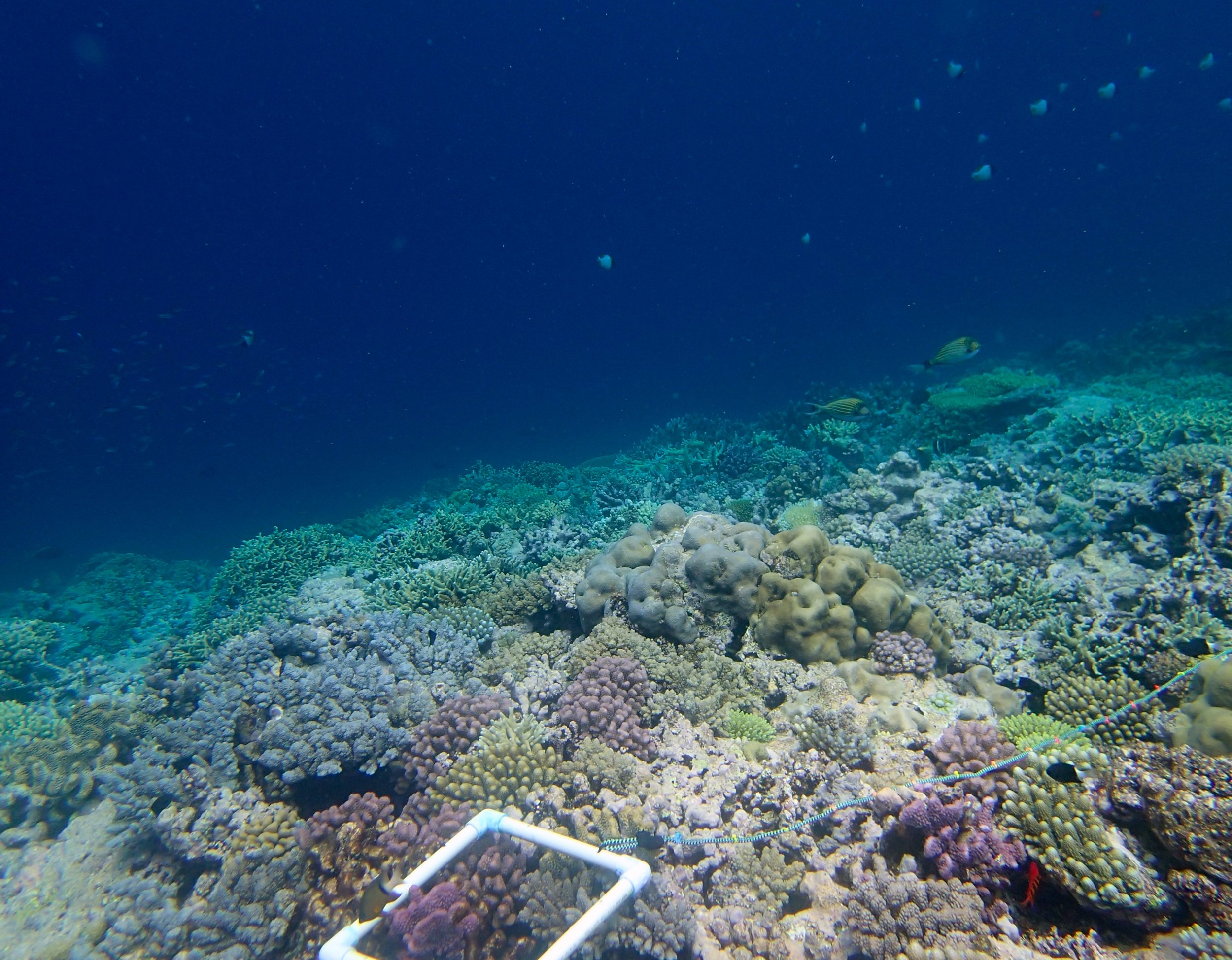 amazing dive at Gilbert Atoll.jpg