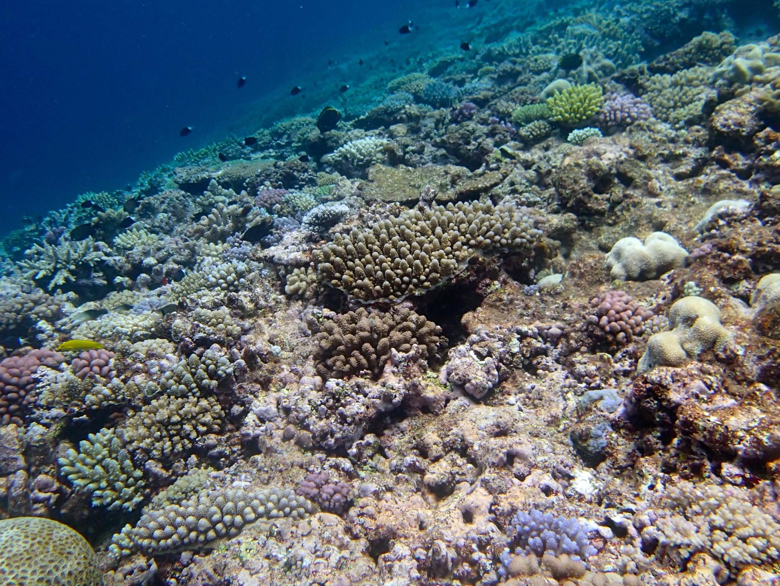 high coral cover at NCGU59.jpg