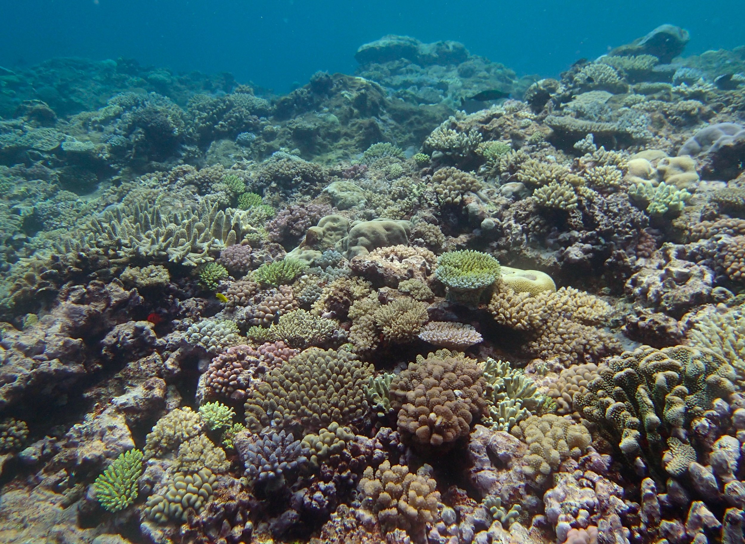 coral garden.jpg