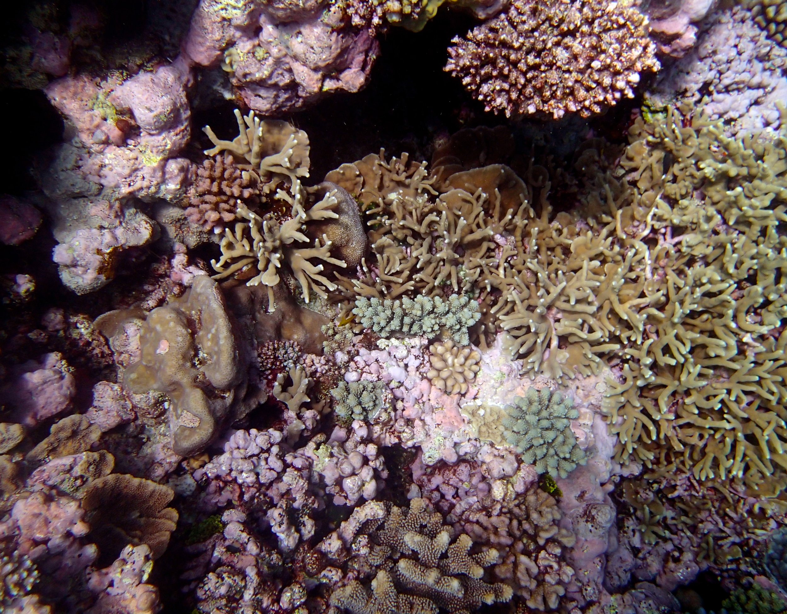 beautiful coral shot.jpg