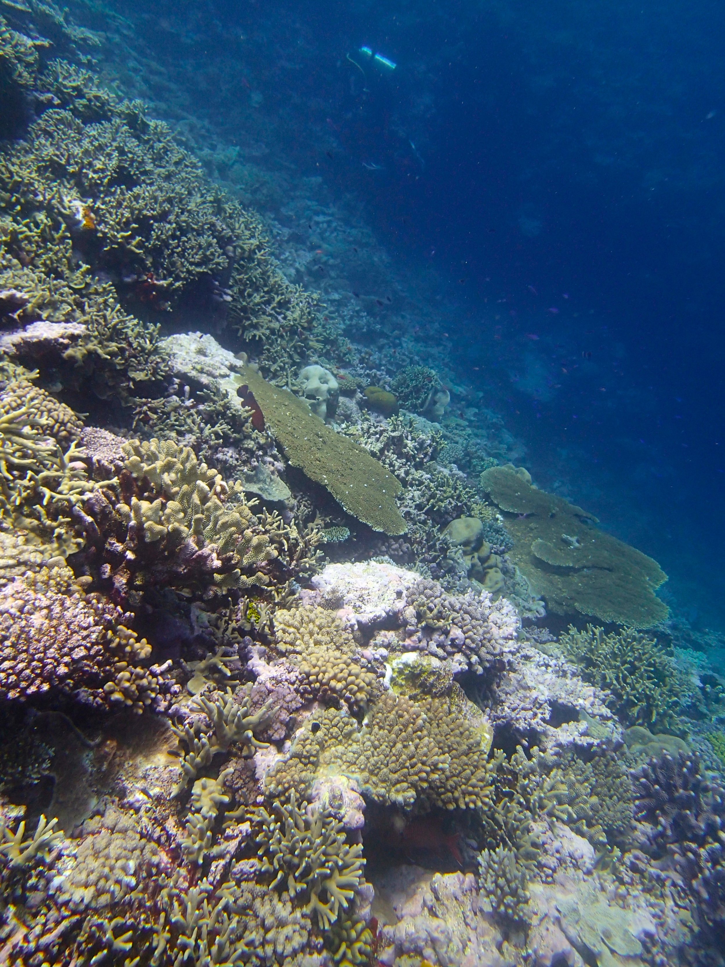 beautiful dive at Gilbert Atoll.jpg