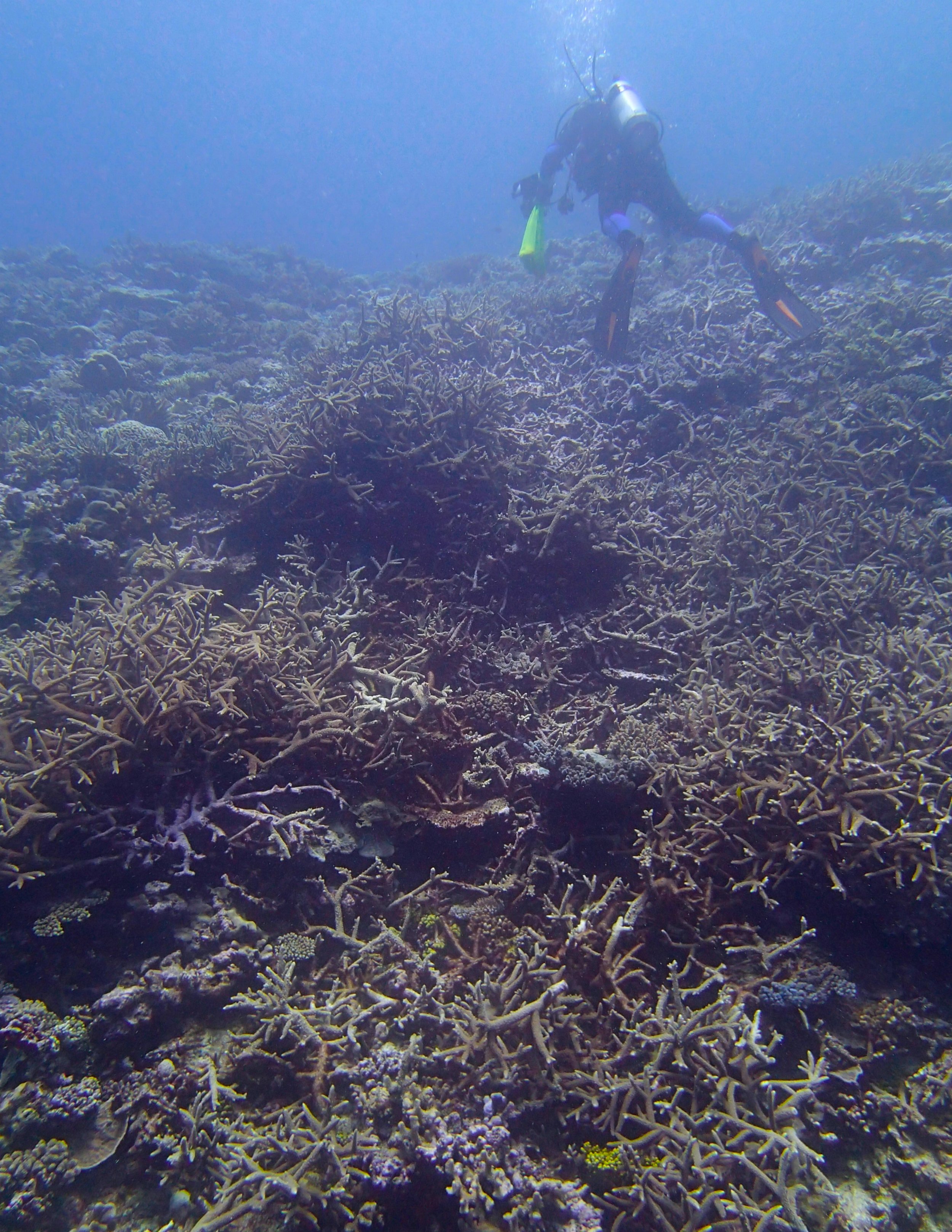 acropora garden at NCGU59.jpg