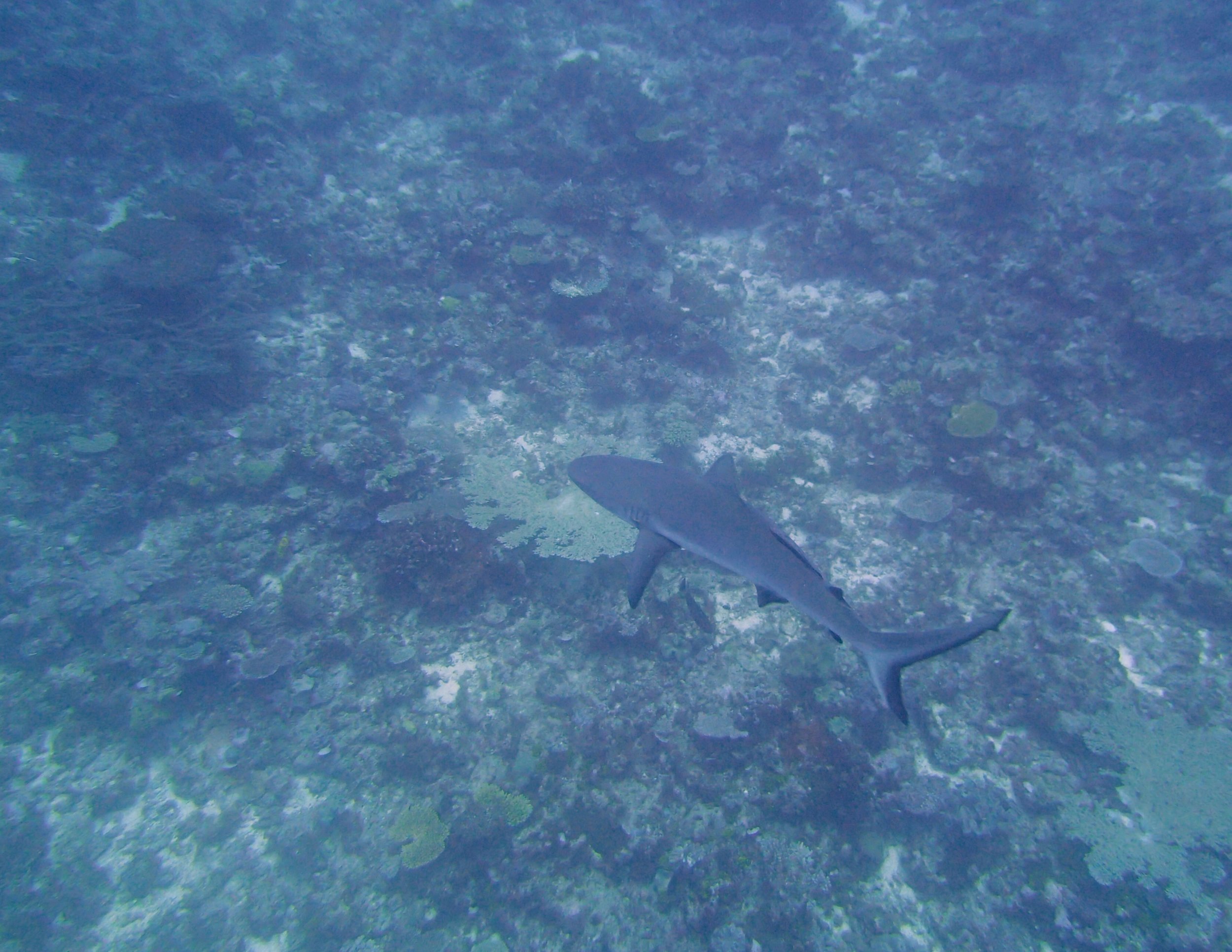 shark at Gilbert Atoll.jpg