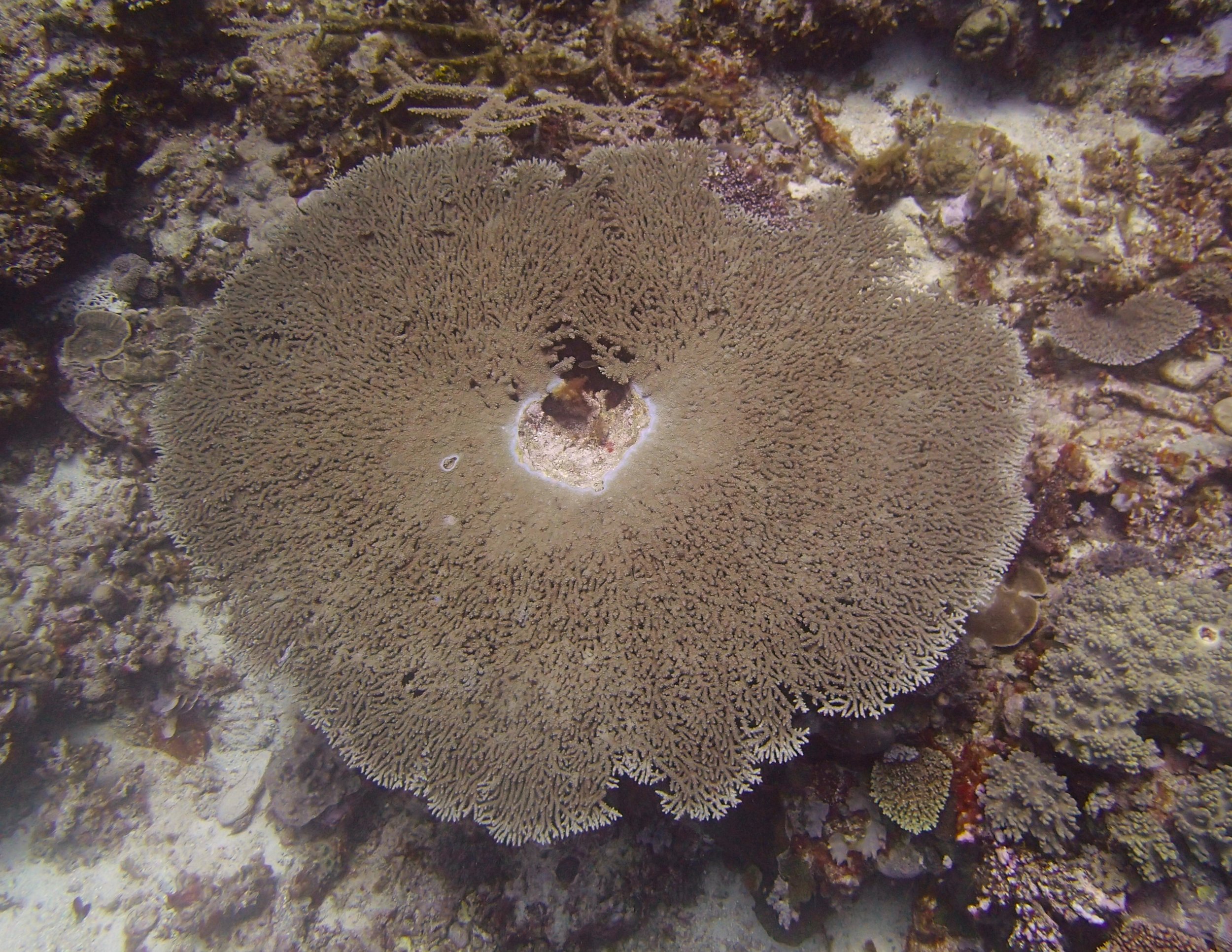 table acropora.jpg