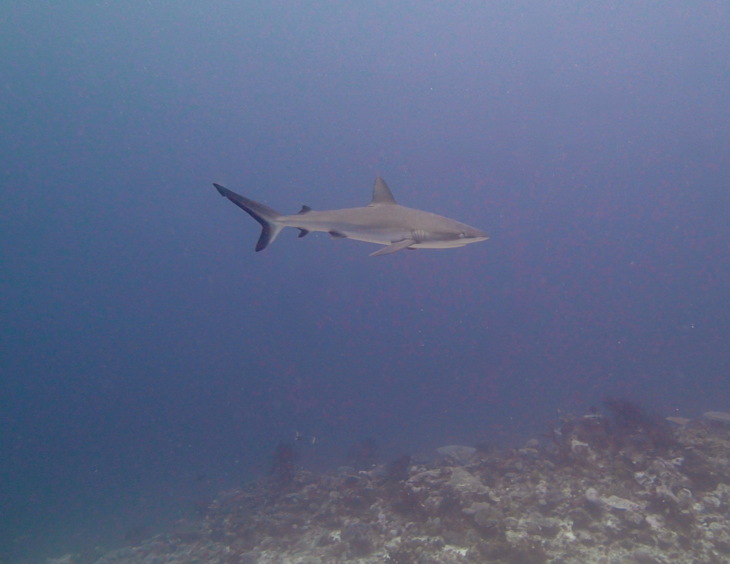 grey reef shark.jpg