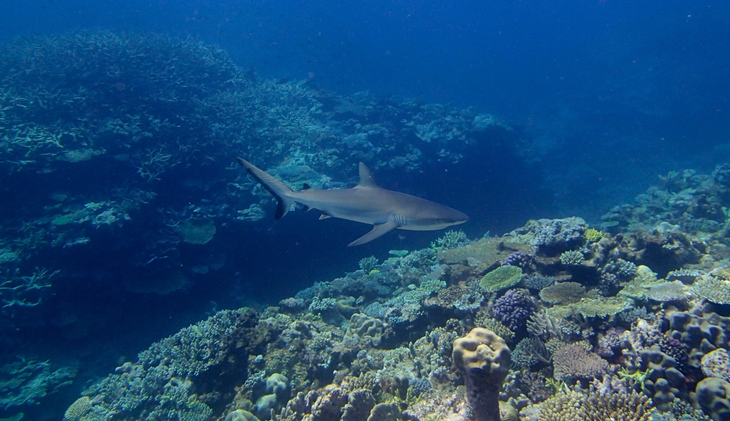 shark at NCSU61.jpg