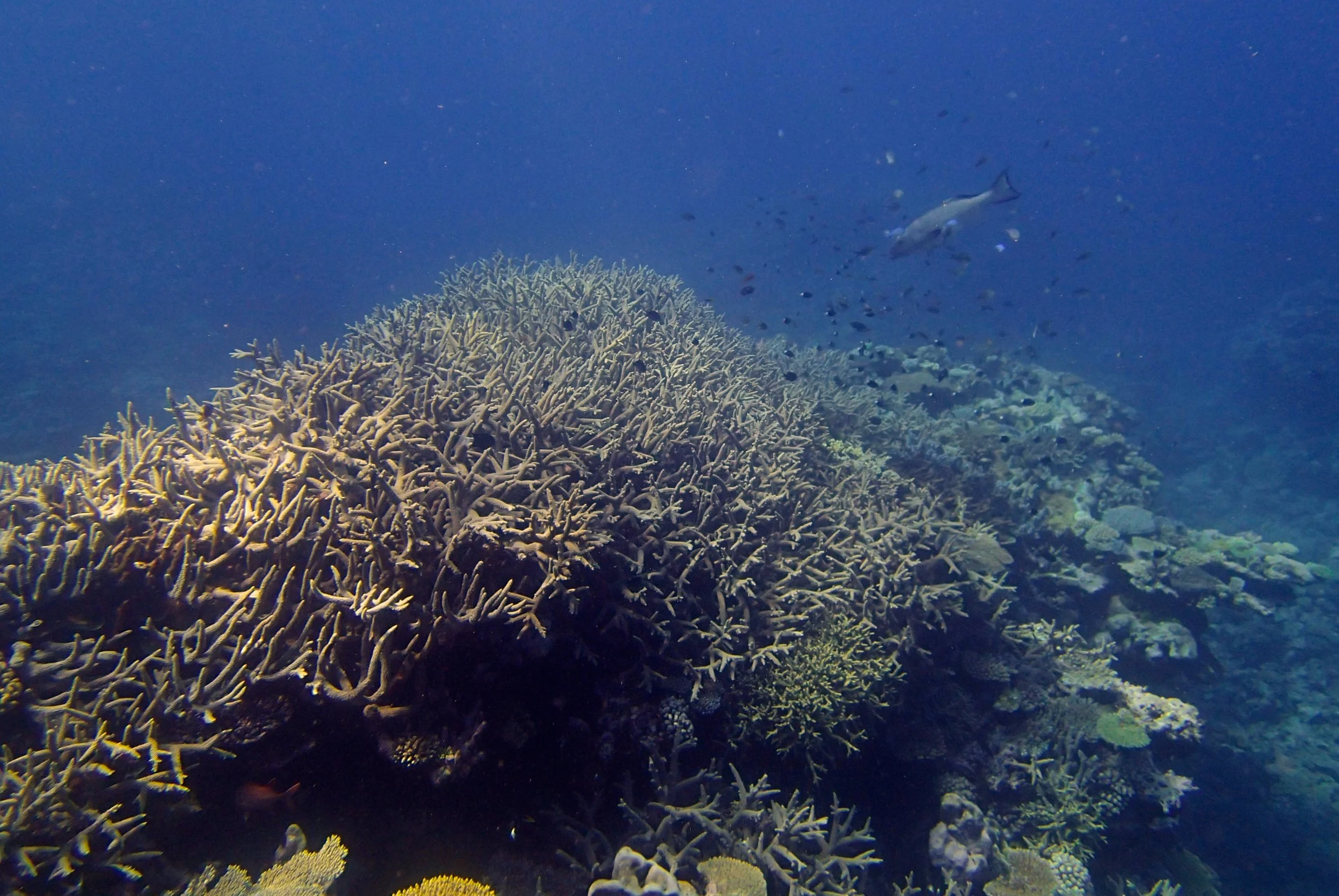 acropora thicket (2).jpg