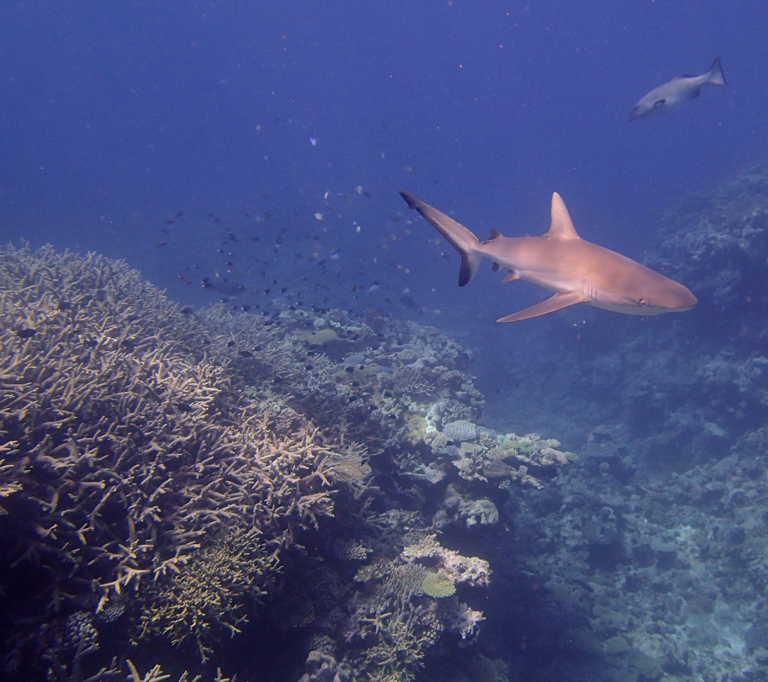 shark and acropora thicket (1).jpg